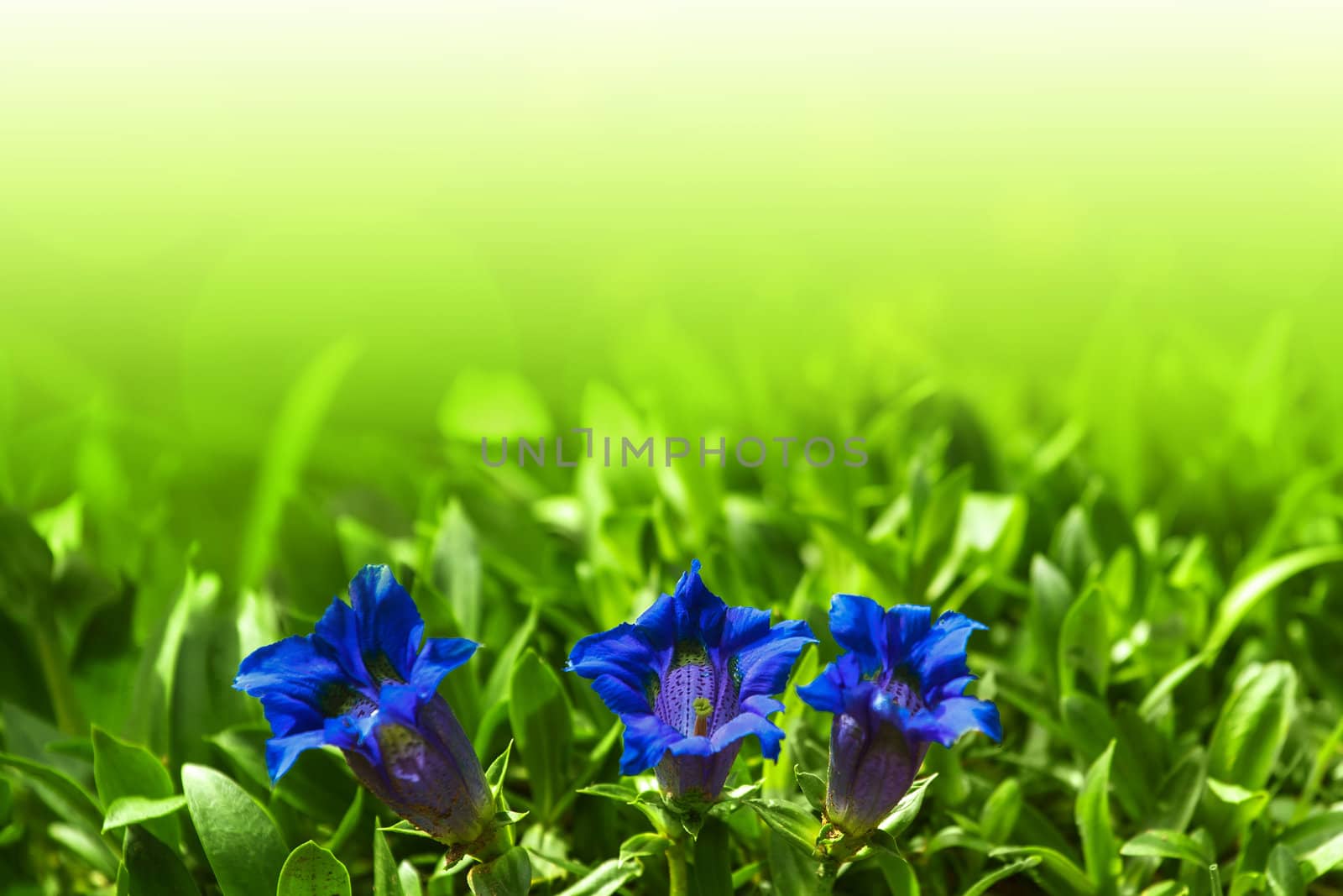 Trumpet gentiana blue spring flower in garden for background