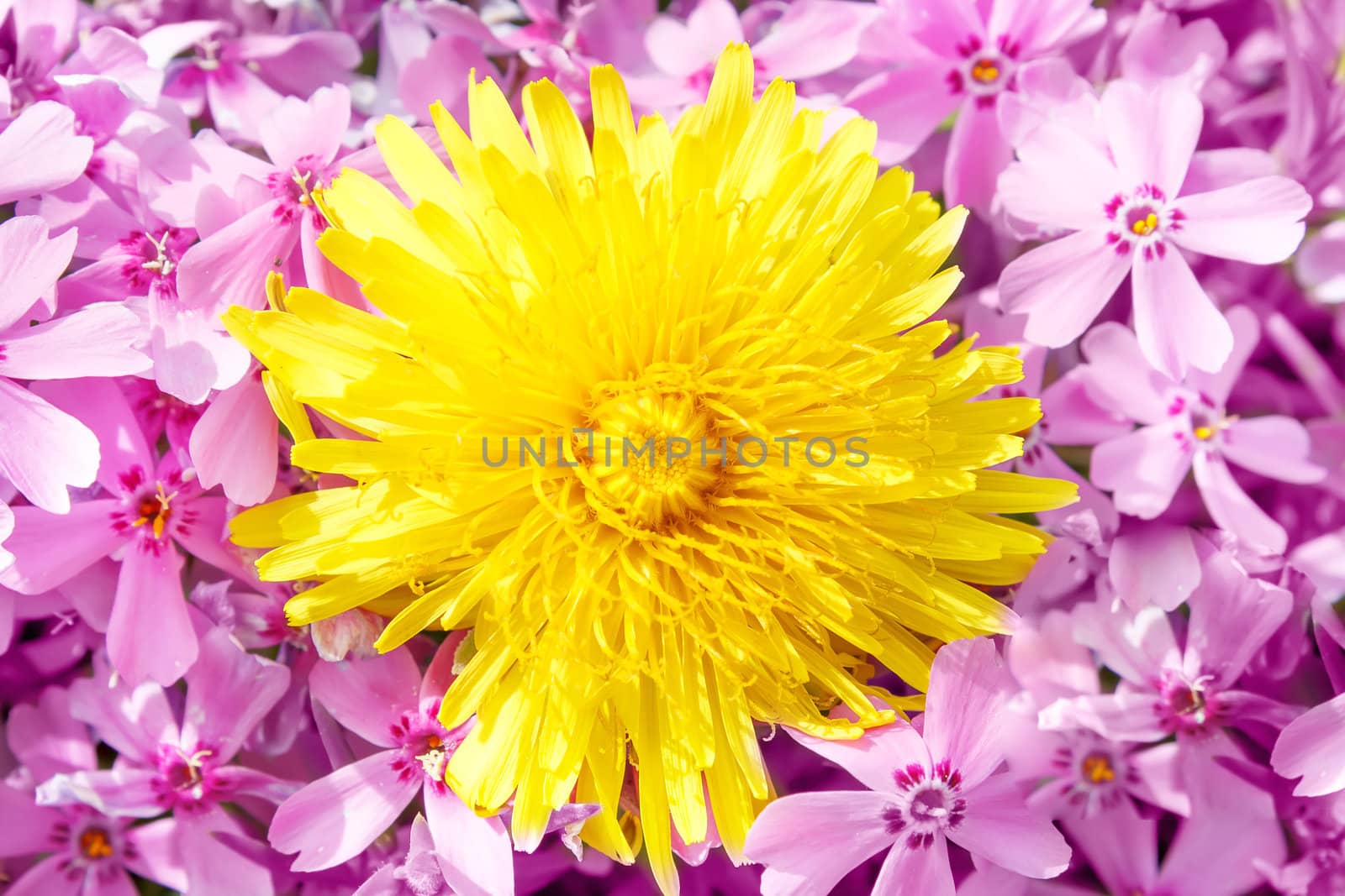 Yellow dandelion on pink flower background