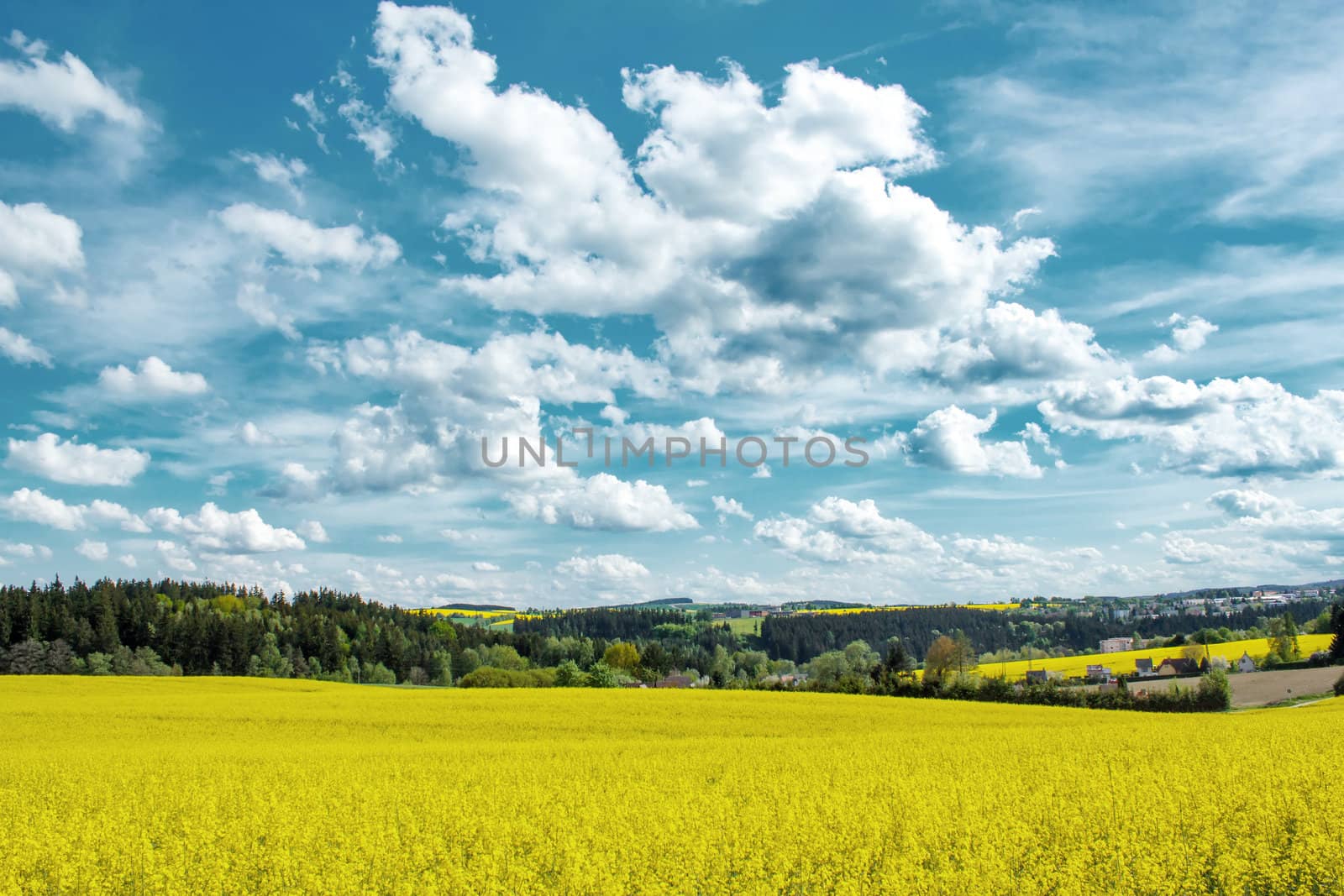 Beautiful summer rural landscape with rape field and blue sky