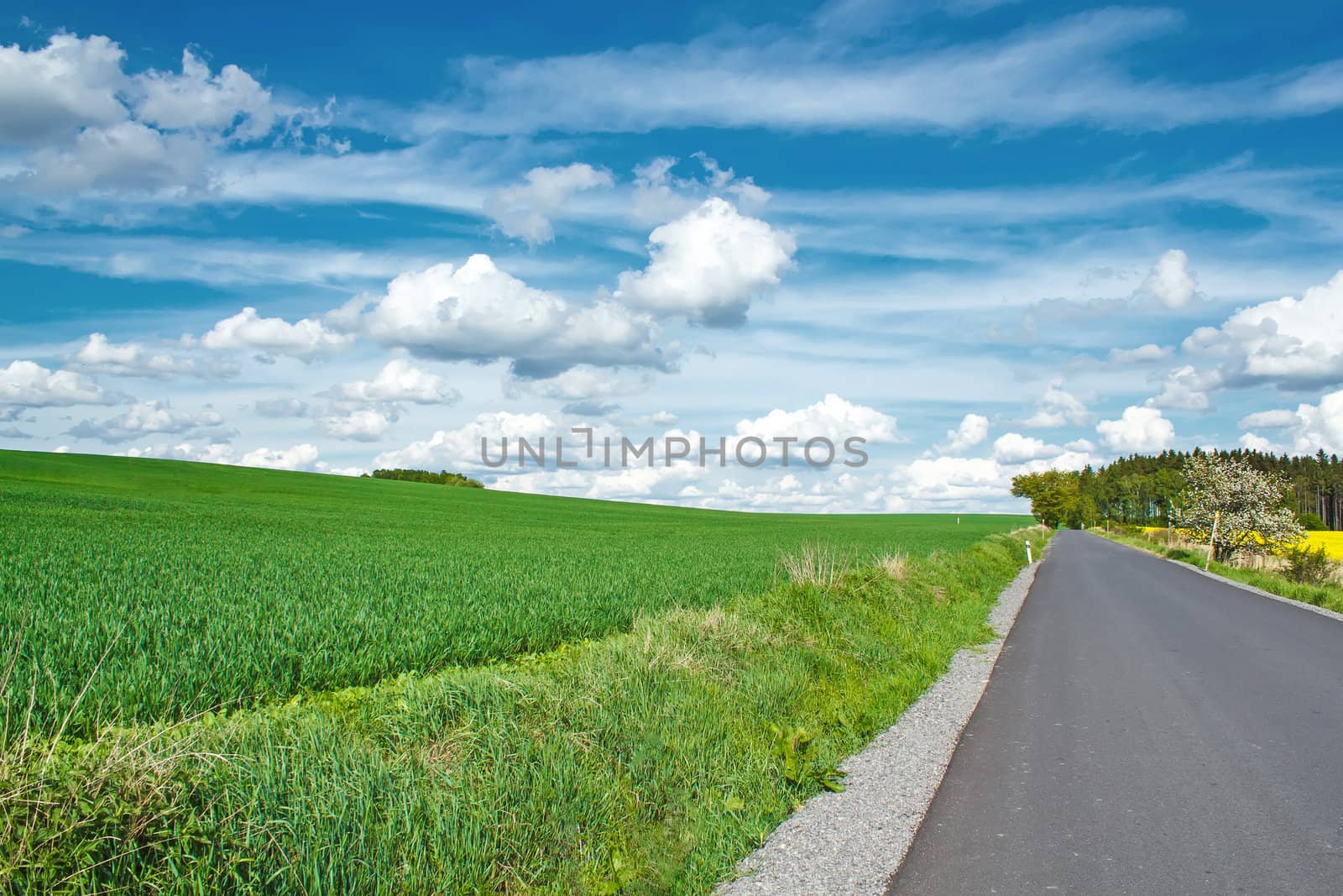 Beautiful summer rural landscape with green field and blue sky