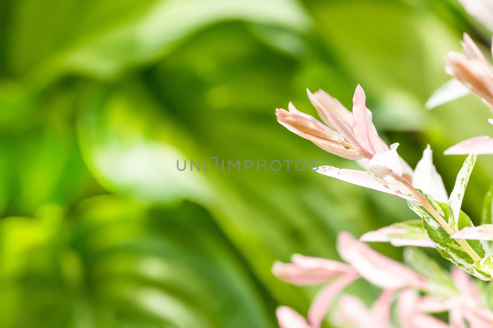 Summer background with blurred background and plant in front