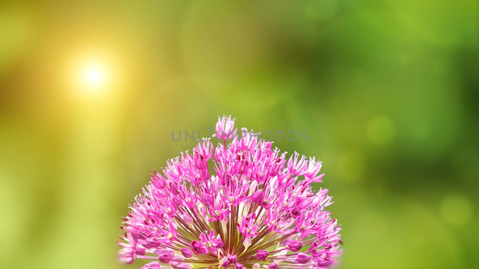 Summer background with blurred background and Allium flower in front