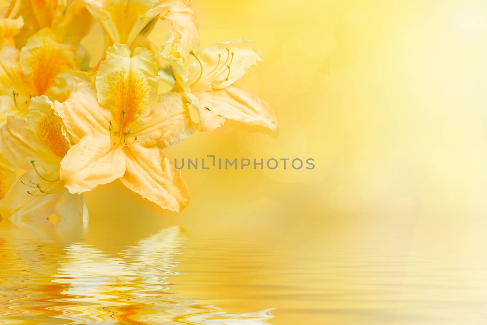 yellow rhododendron azalea with shallow focus water reflection and space for text