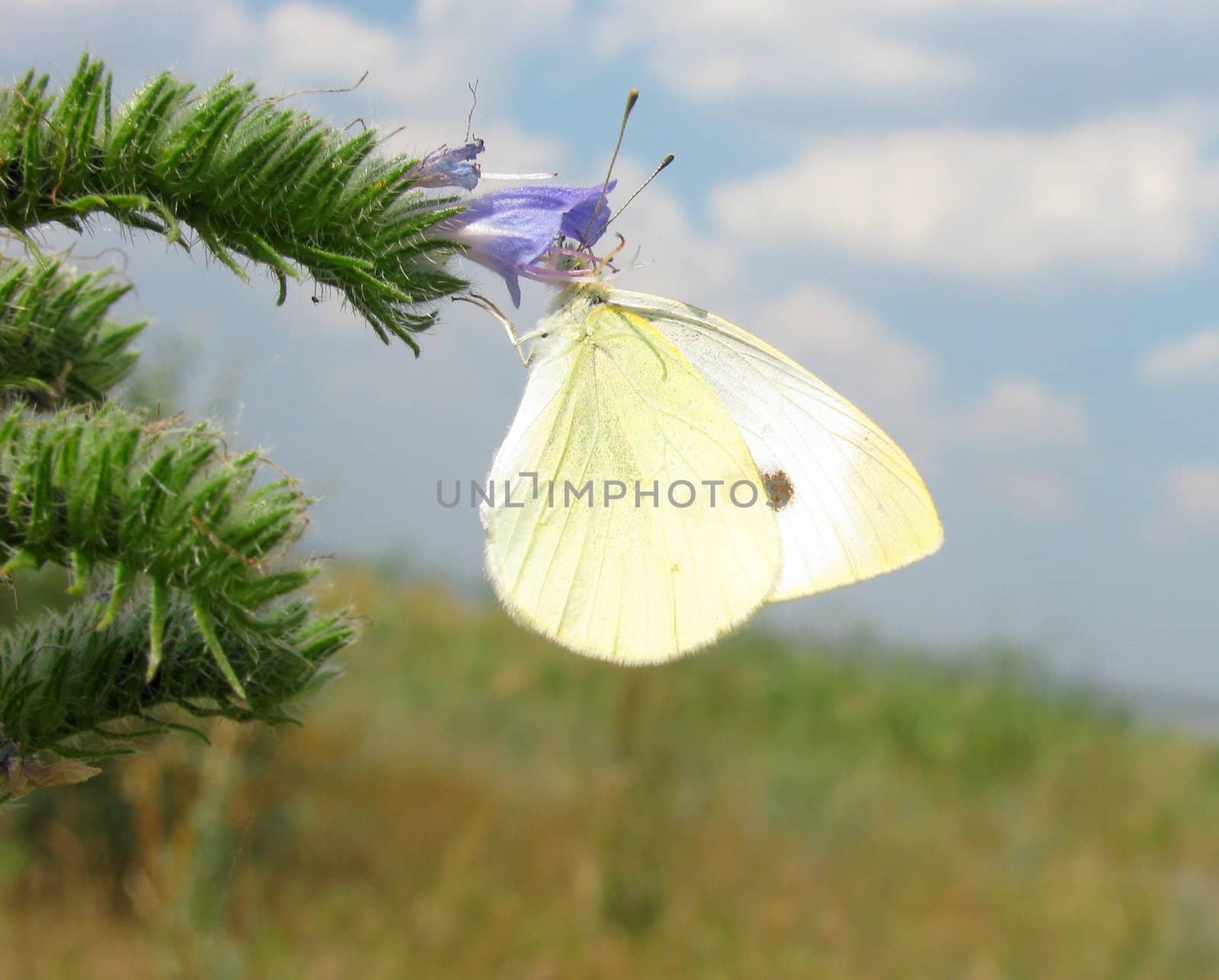 white butterfly by romantiche