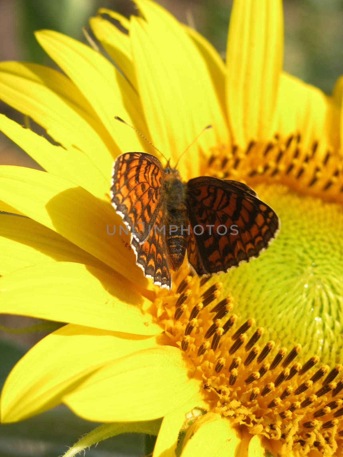 butterfly on sunflower by romantiche