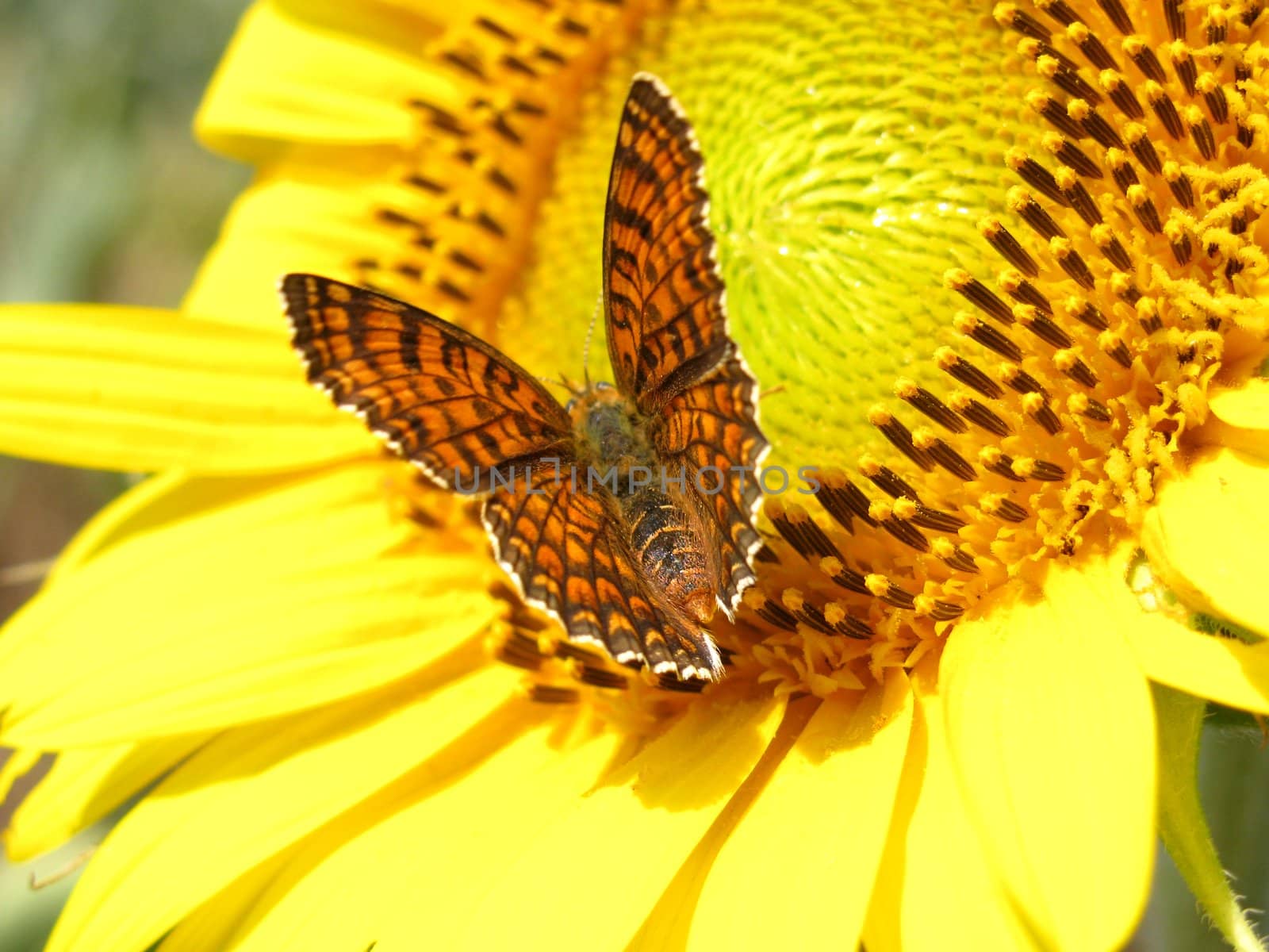 butterfly on sunflower by romantiche