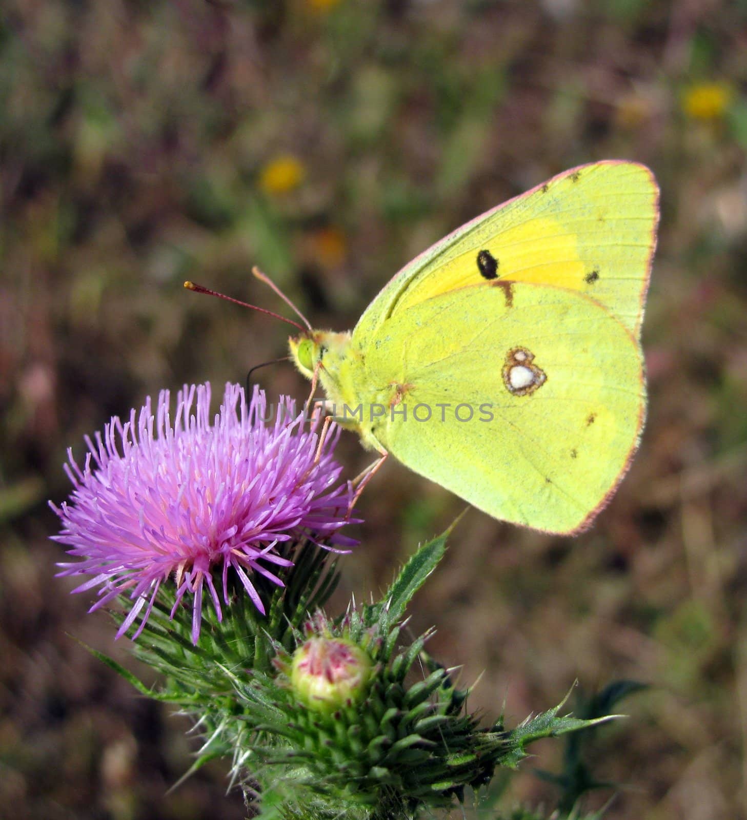 yellow brimstone butterfly on a thorn