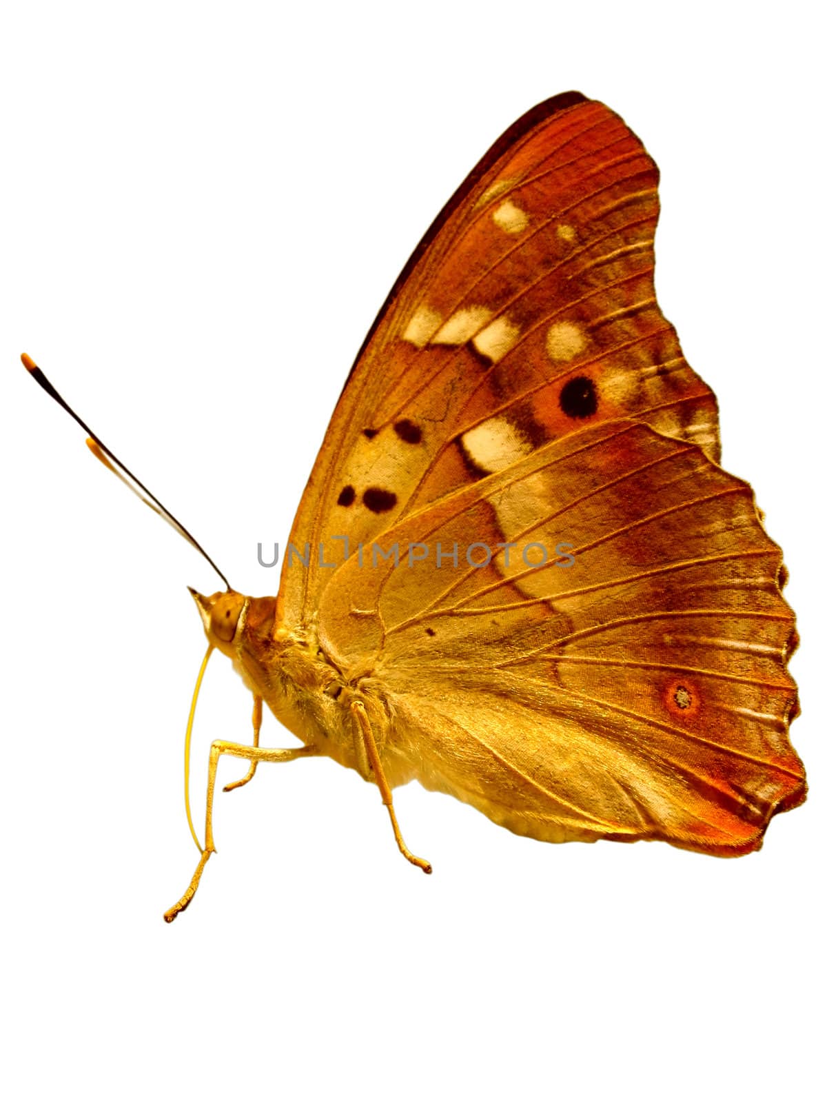 golden butterfly by romantiche