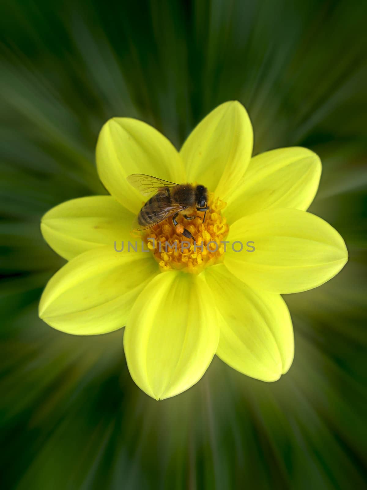 bee on flower by romantiche