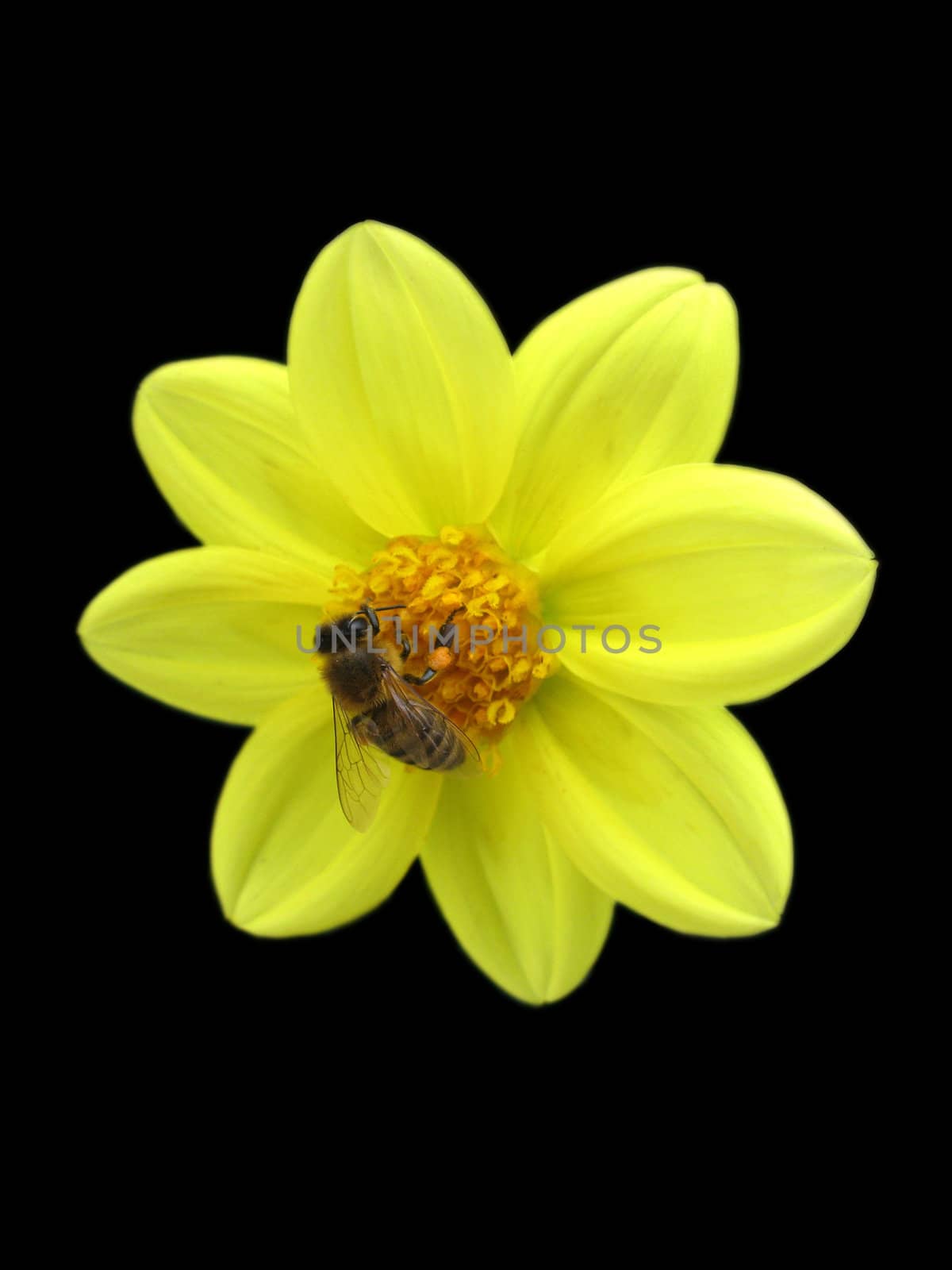 bee on yellow flower over black