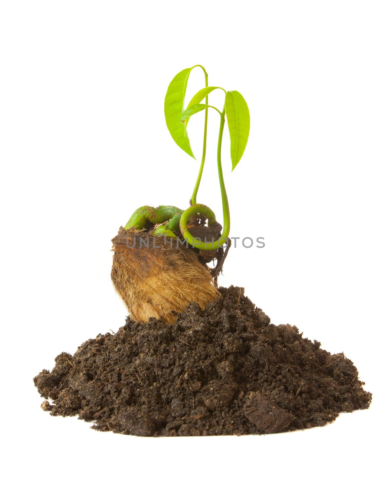 Growing green plant isolated on white background