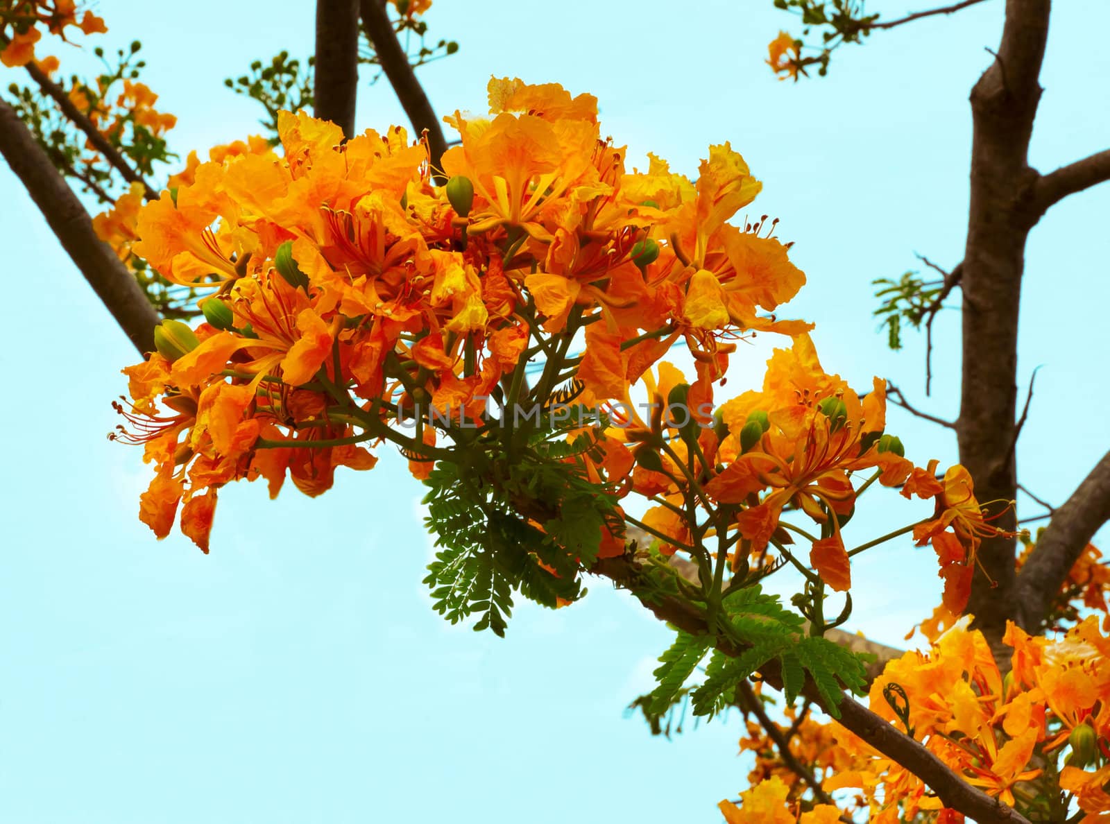 Beautiful yellow flowers on the tree by sutipp11