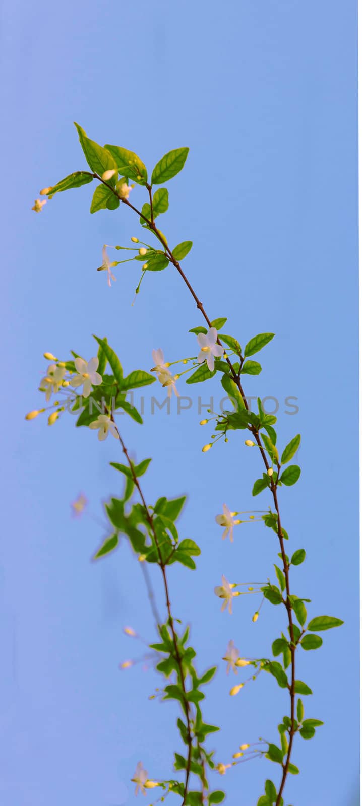 white flowers  in thai with leaves, isolated on blue sky