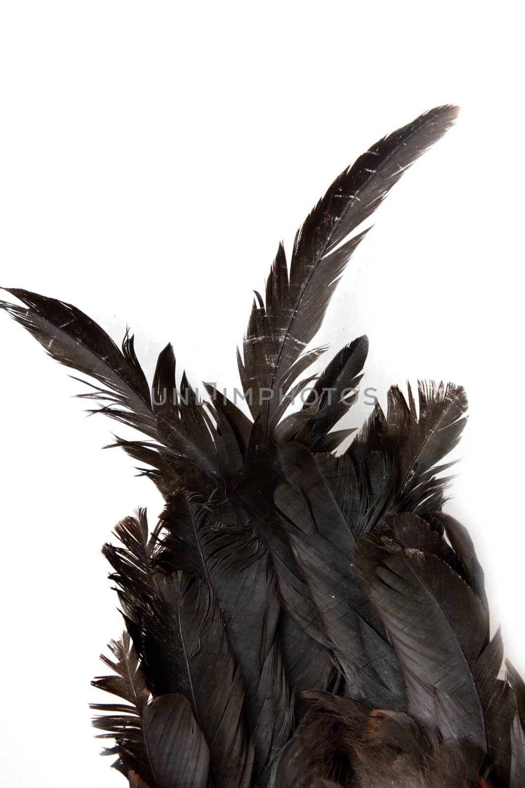 black feathers cock on white background by schankz