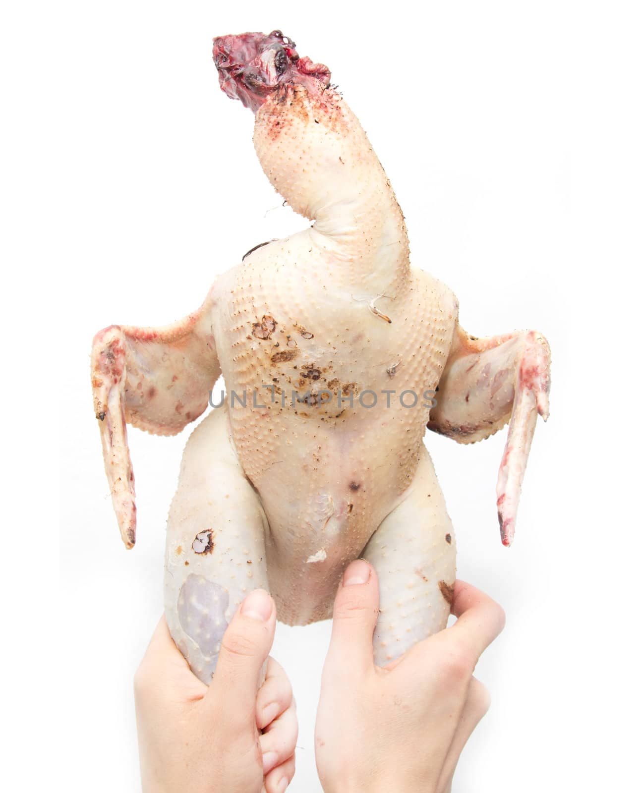 singed the chicken in his hand on a white background by schankz