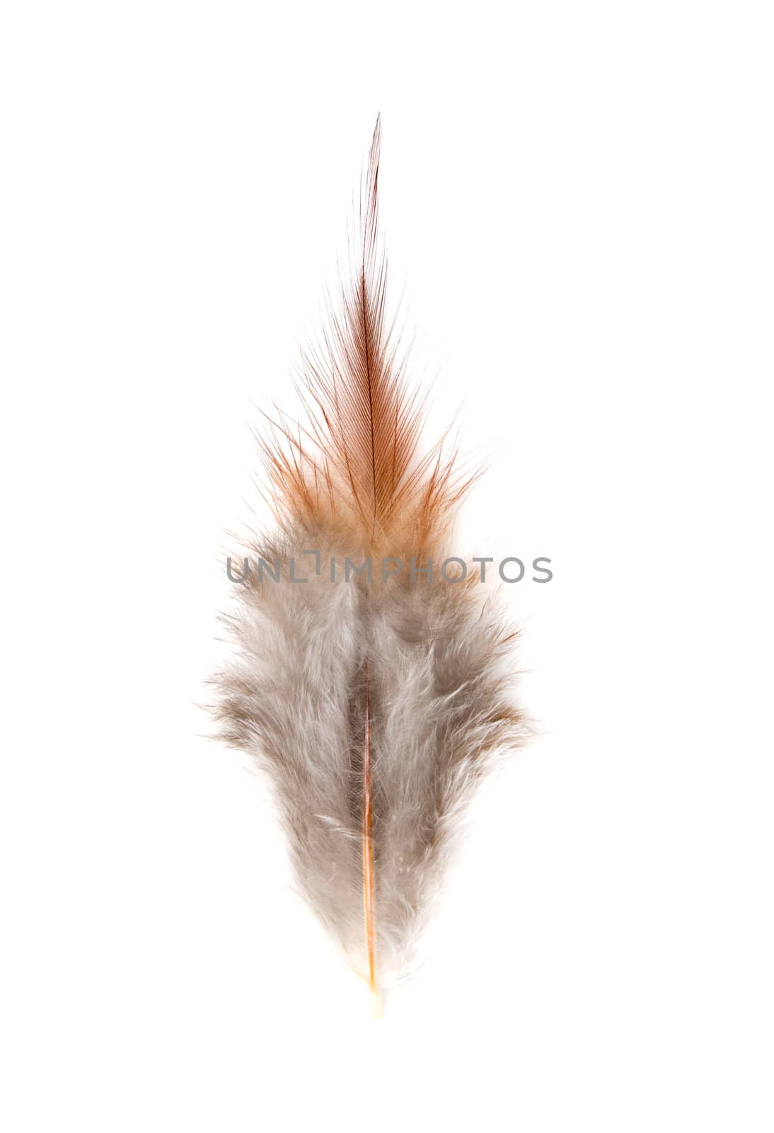 feather on white background by schankz