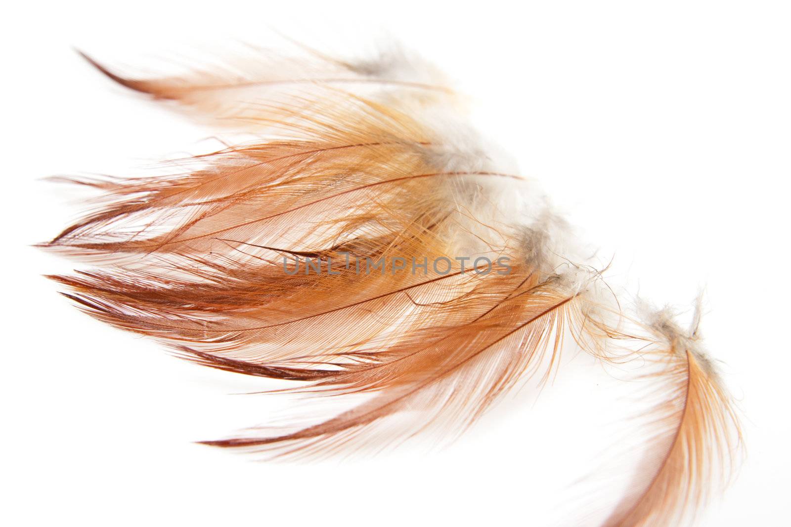 orange feathers on a white background by schankz