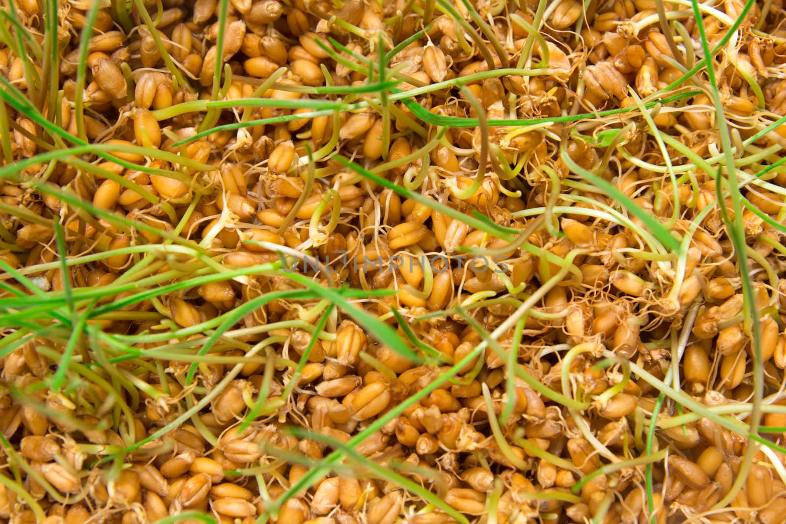 A macro closeup of wheat grass growing from the roots in the gro by schankz