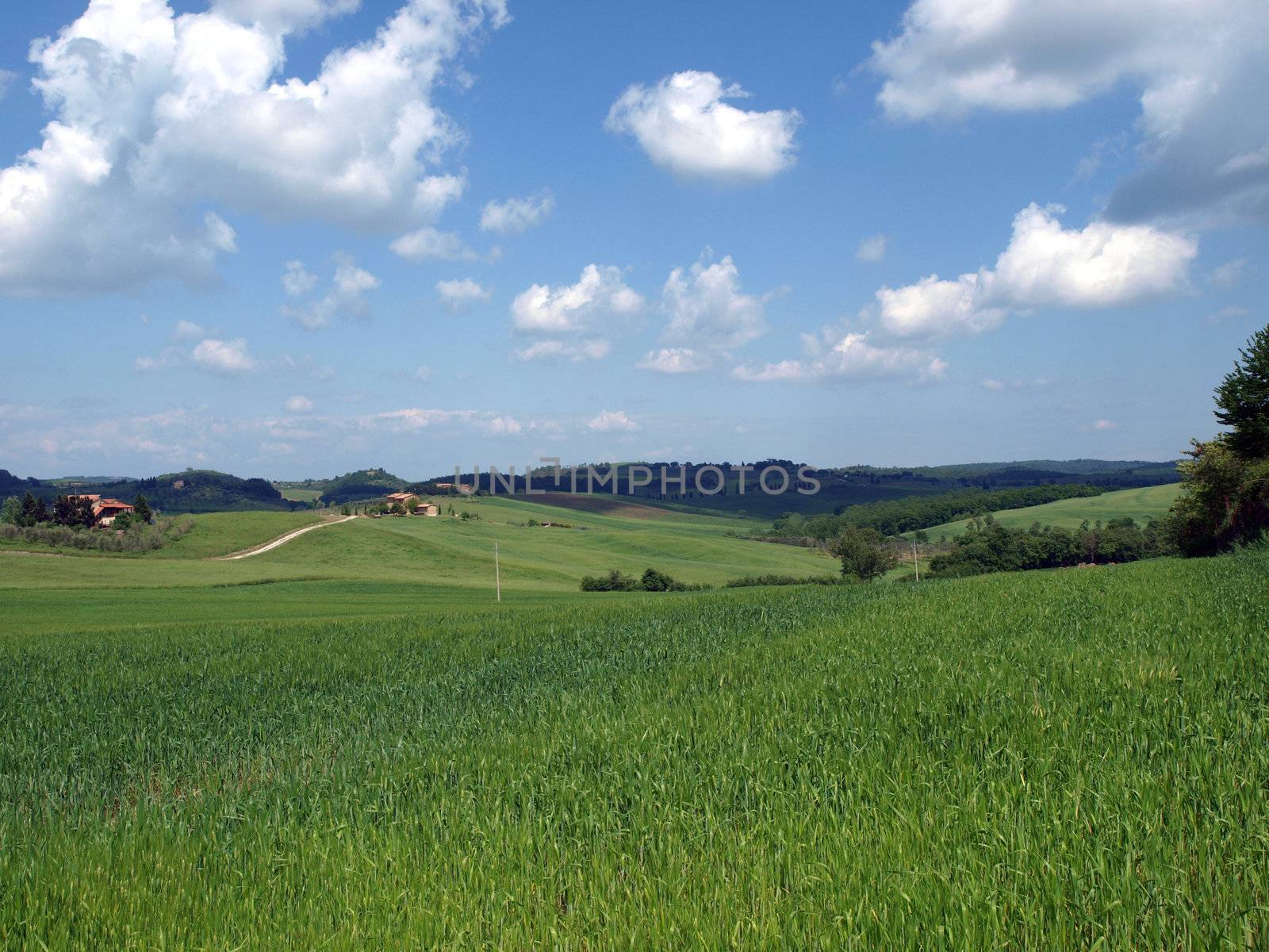 The landscape of the Val d’Orcia. Tuscany. 