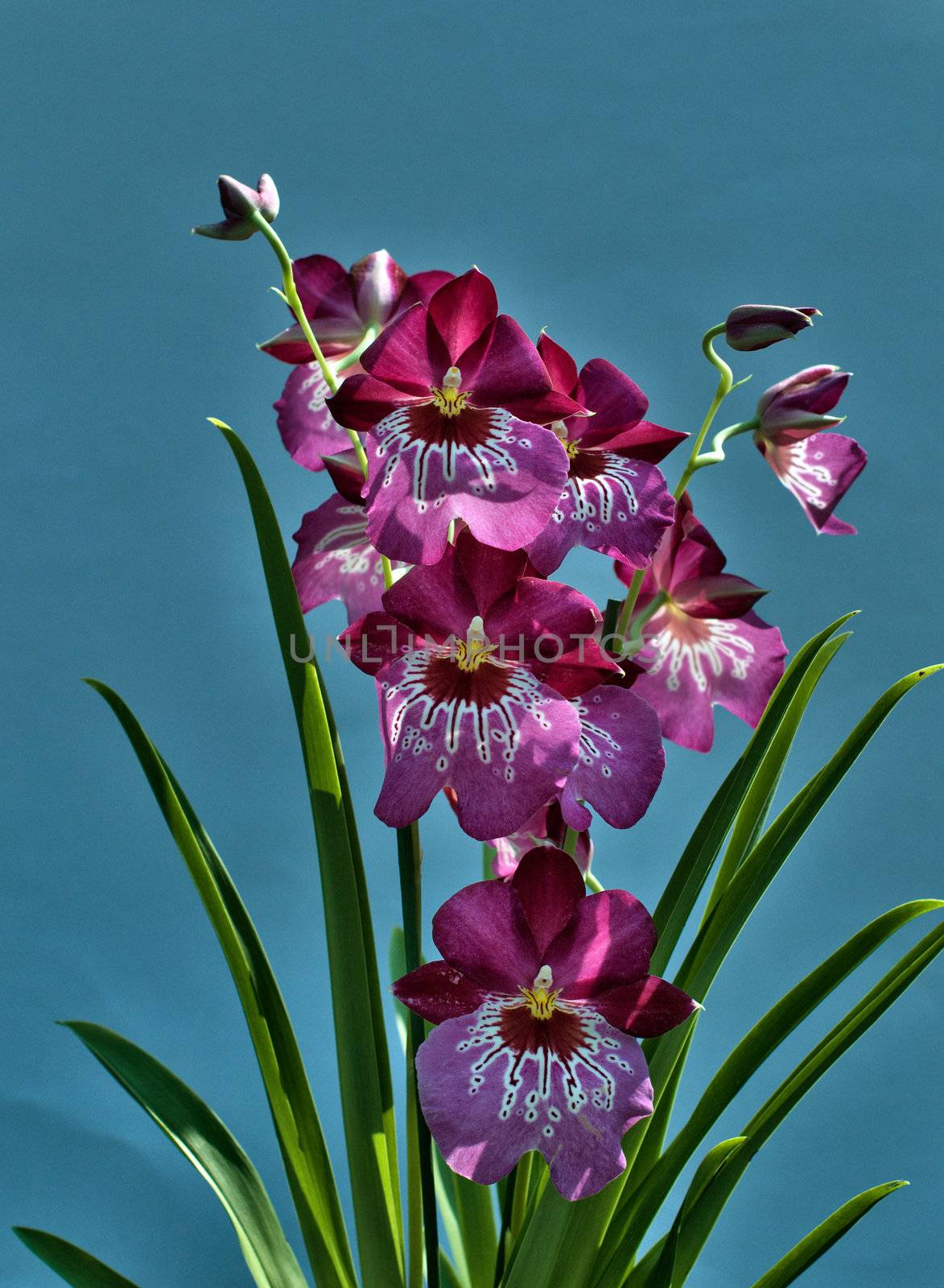 pink purple orchid with blue background