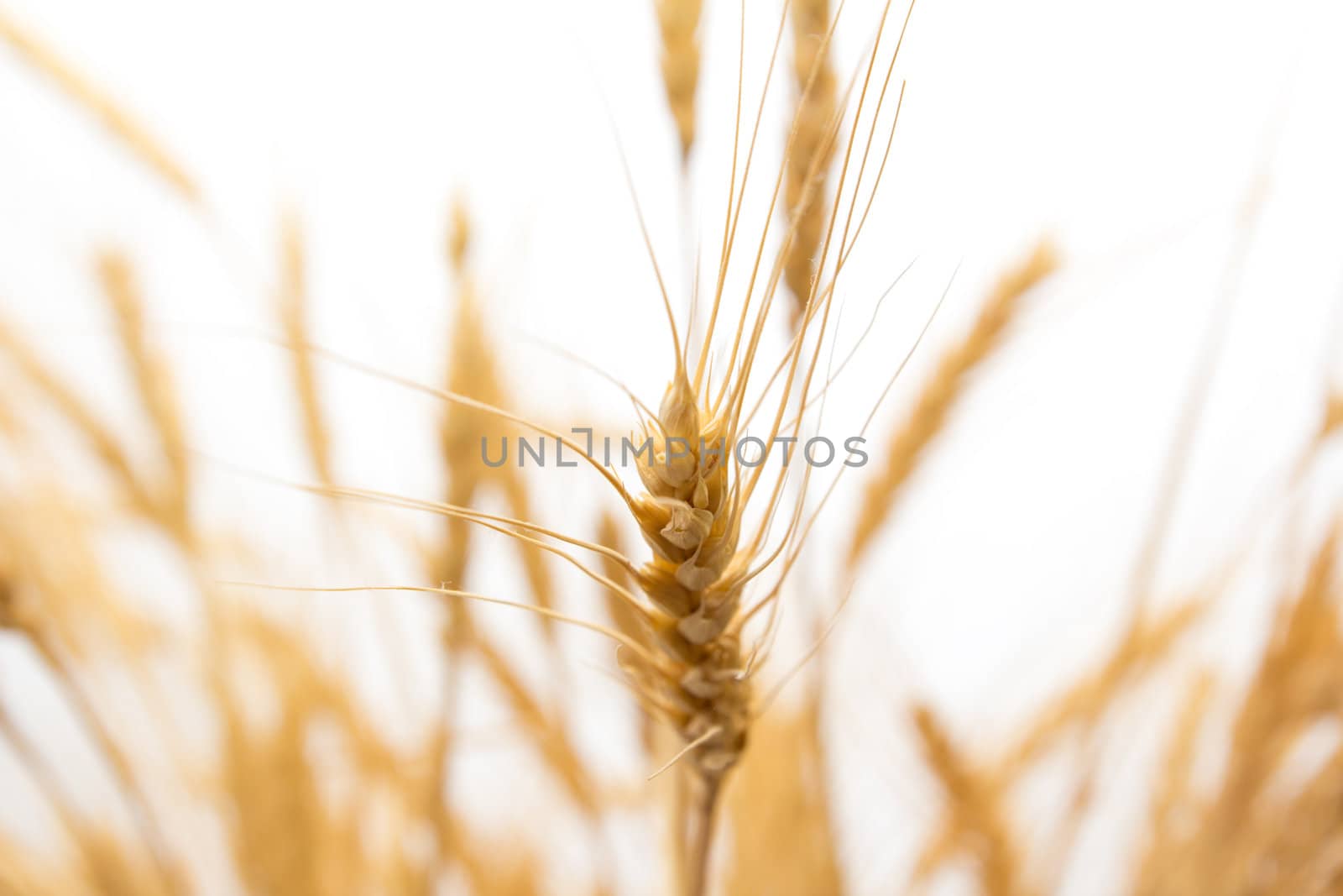 wheat as the background by schankz