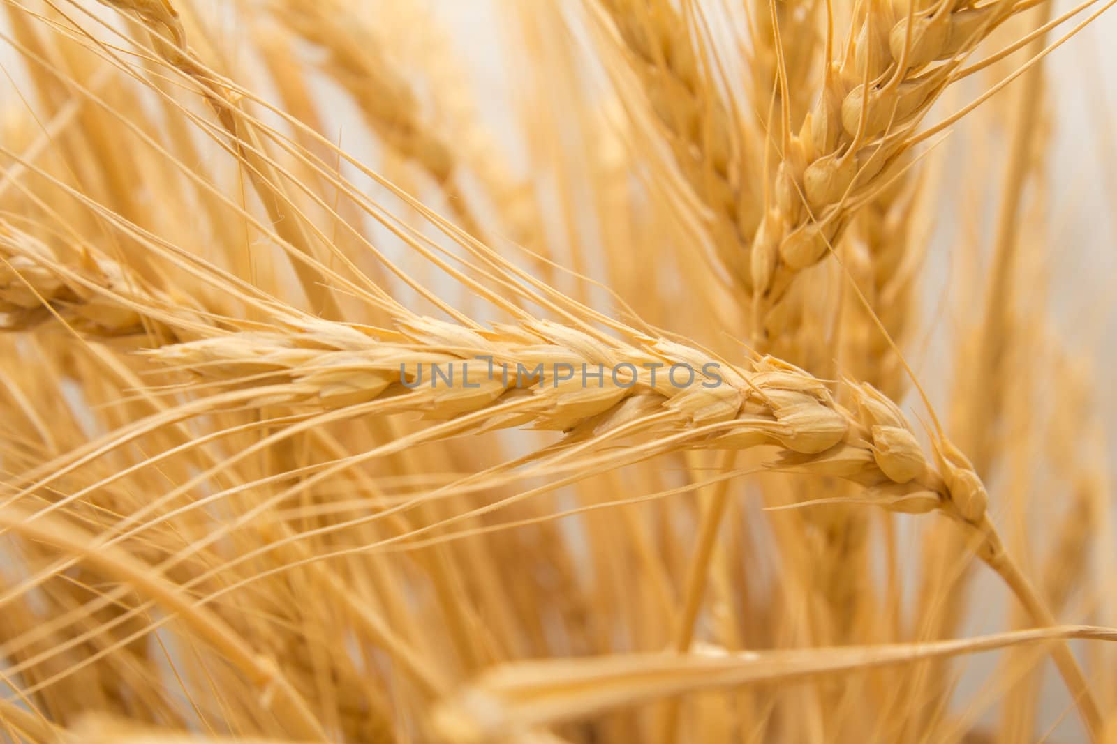 wheat as the background by schankz