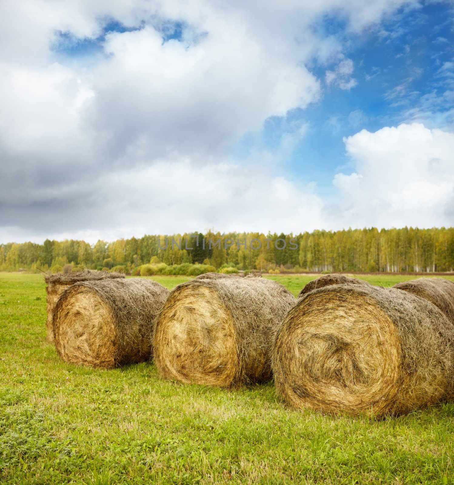Bales of Hay after harvest, selective focus on nearest
