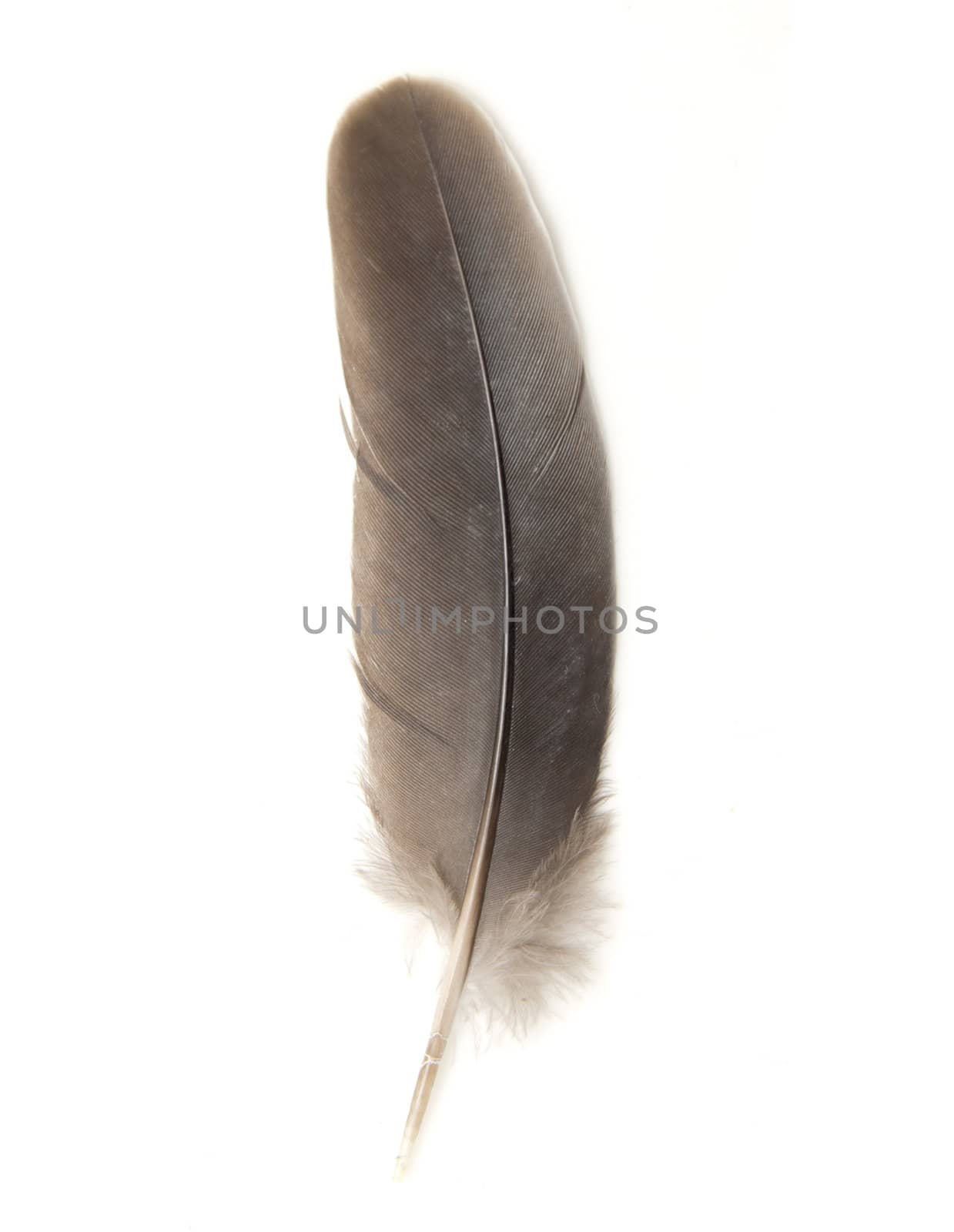 feather on white background 