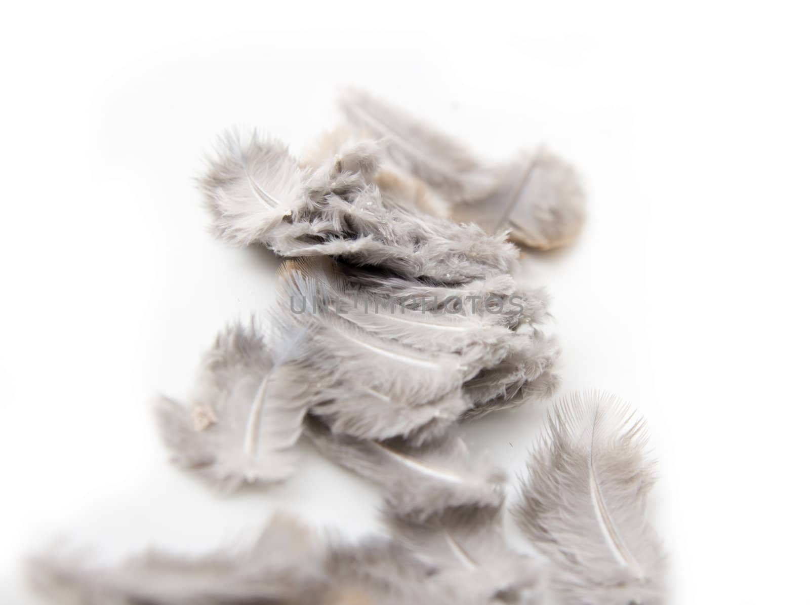 feathers on a white background by schankz