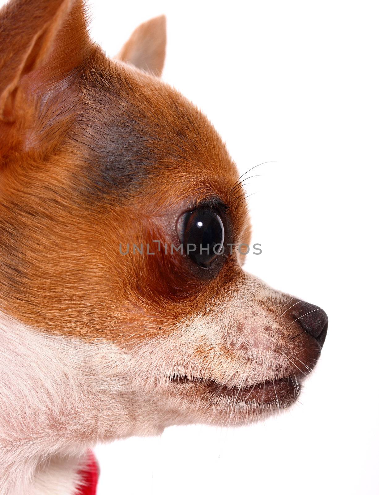 Close Up Of A Pet Chihuahua's Face by stuartmiles