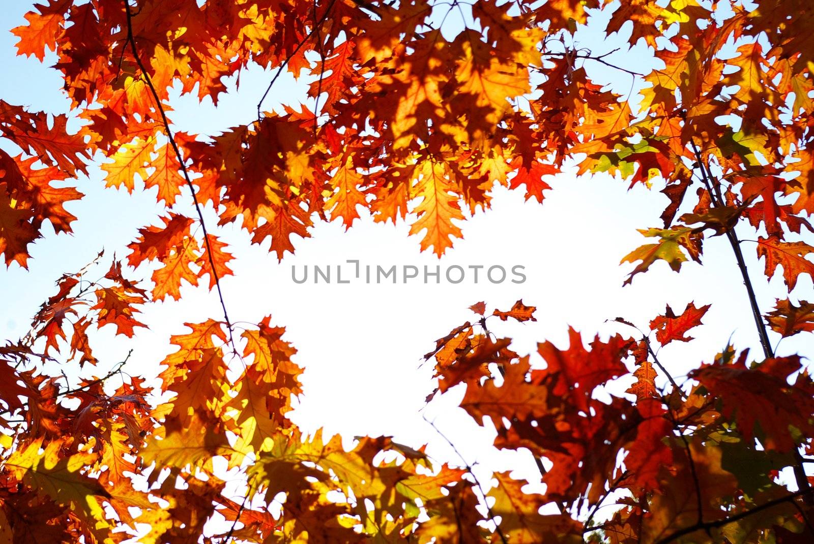  leaves background by Pakhnyushchyy
