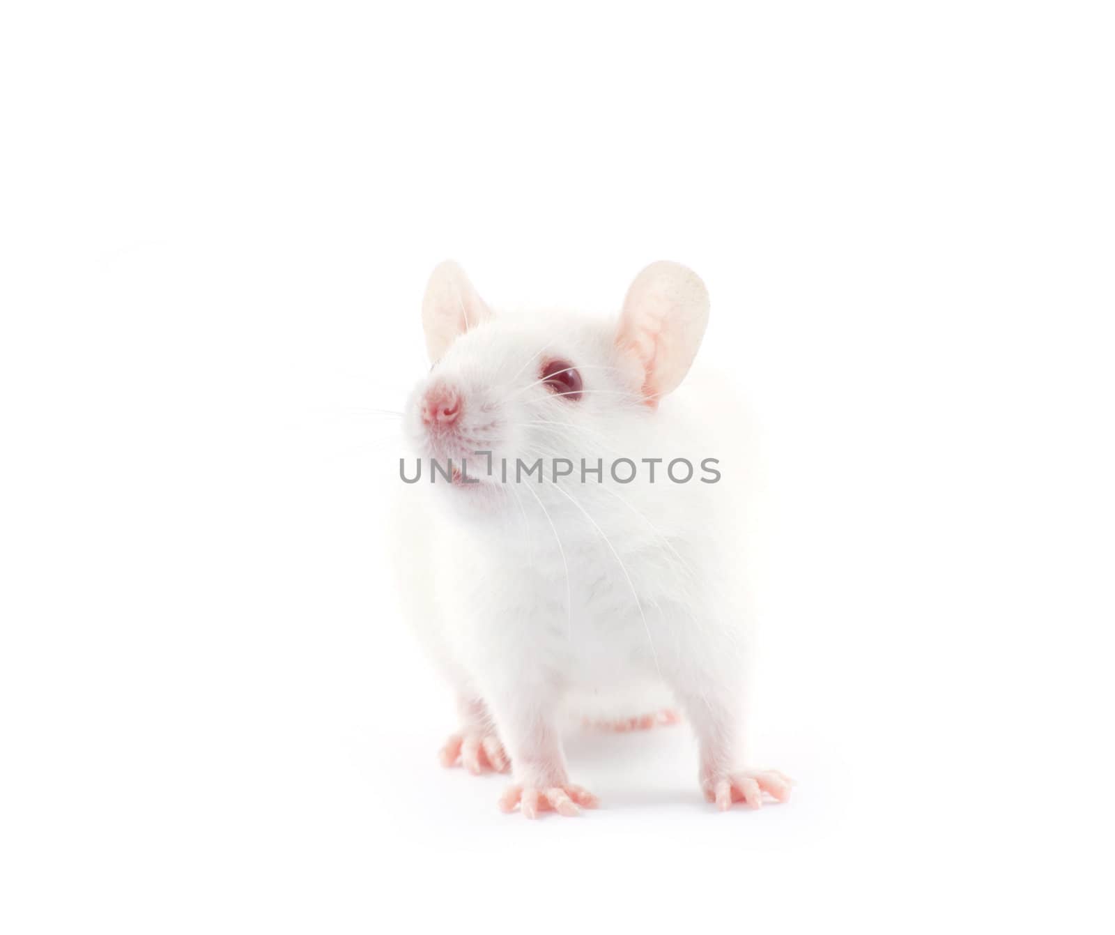 rat isolated on white background