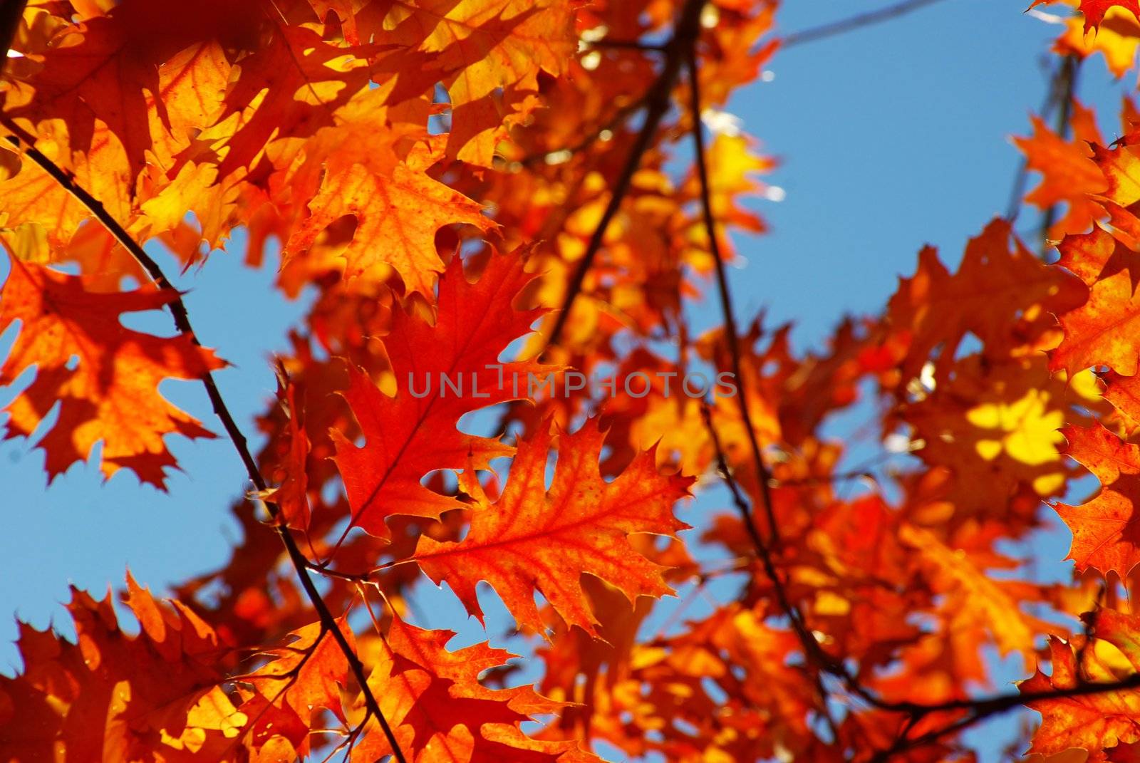 autumn leaves background in a sunny day