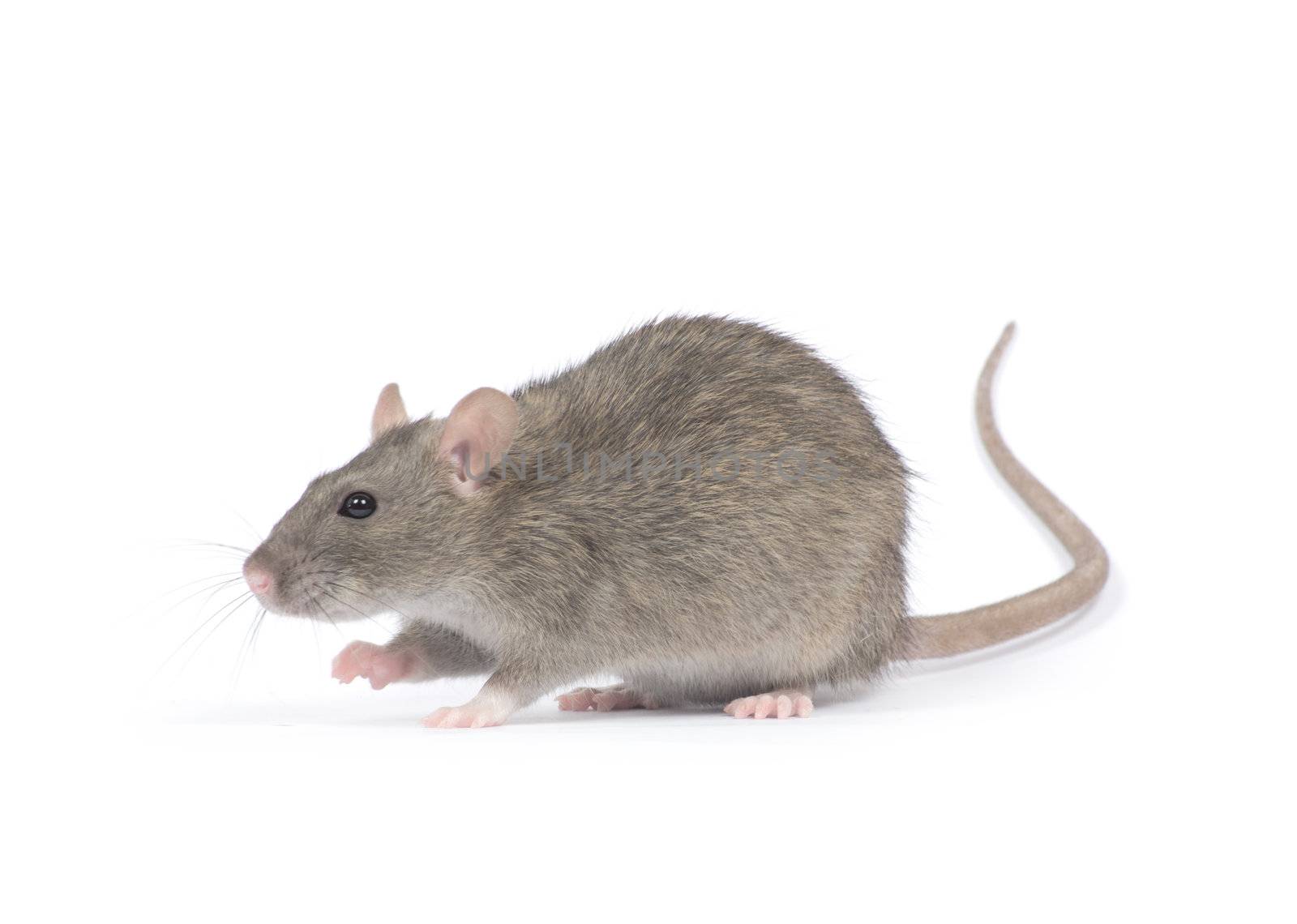 rat  isolated on white background