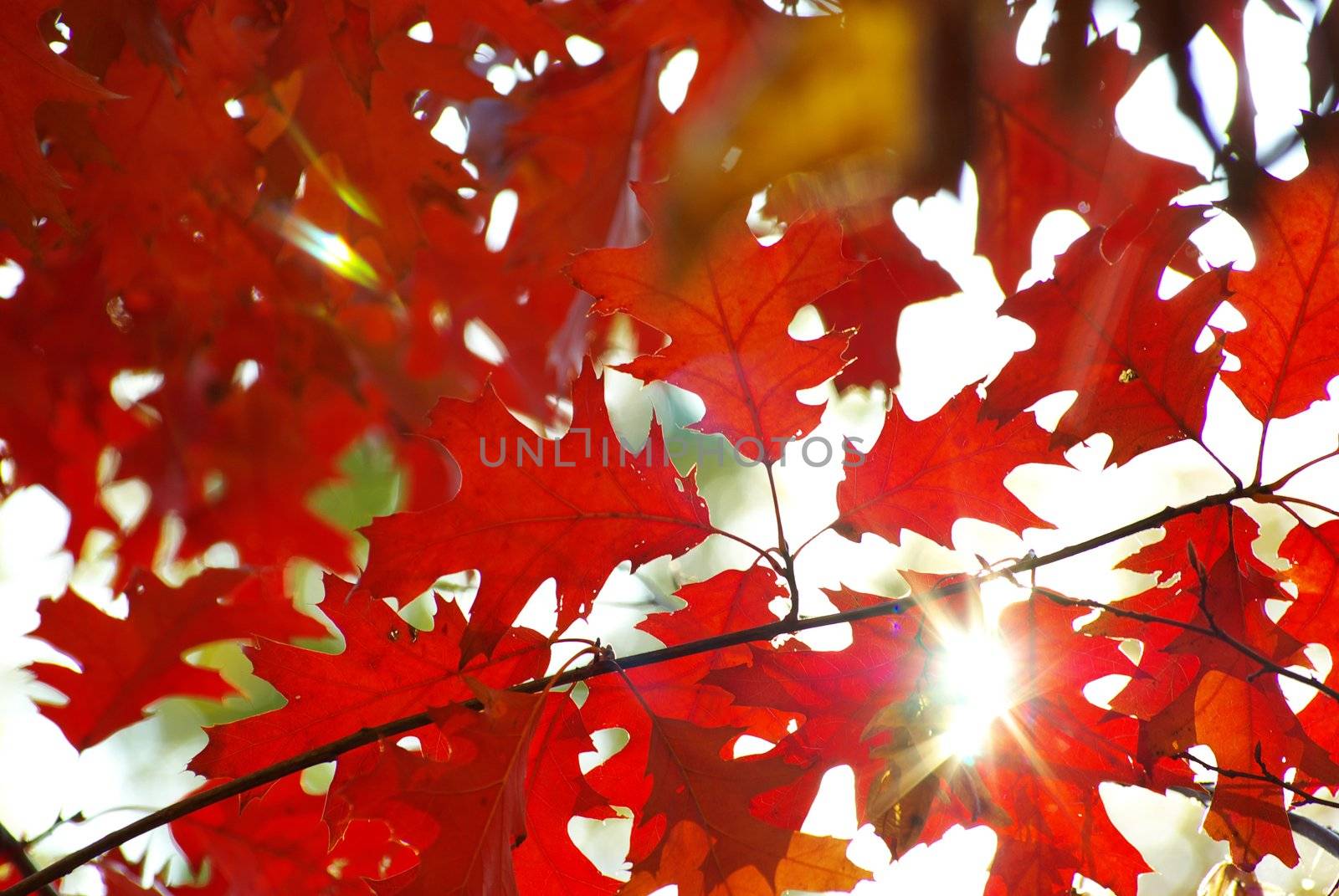 autumn leaves background in a sunny day