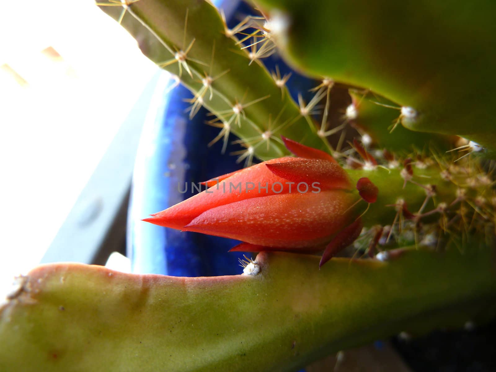 cactus flower bud by gazmoi