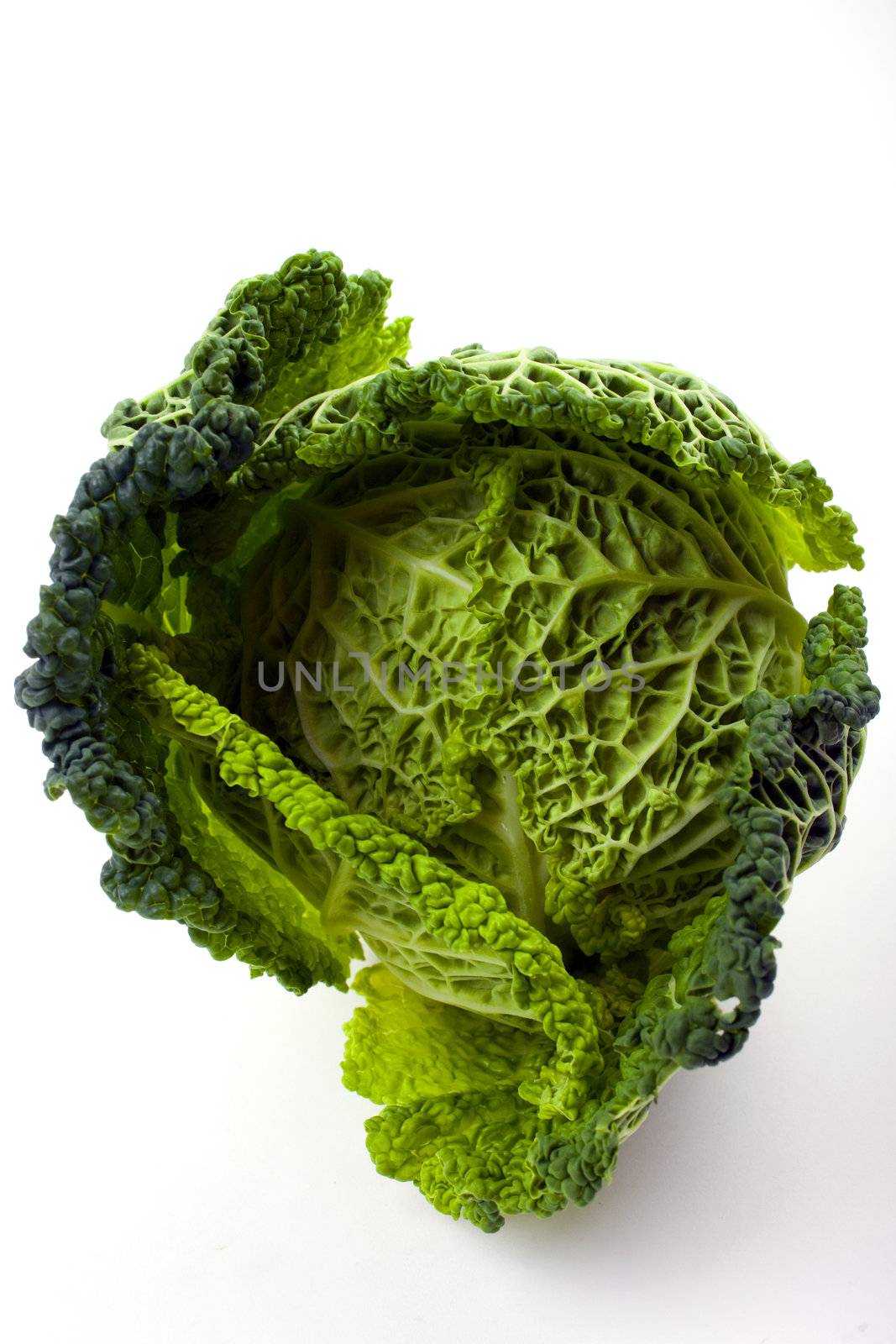 Cabbage by chrisdorney