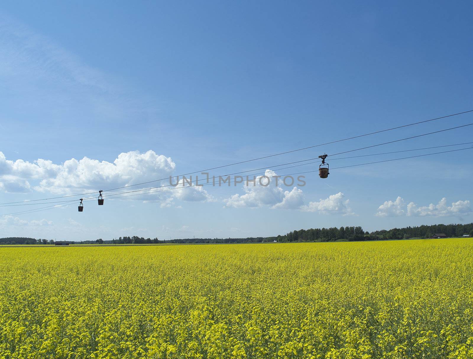 Vintage transportation over summer field