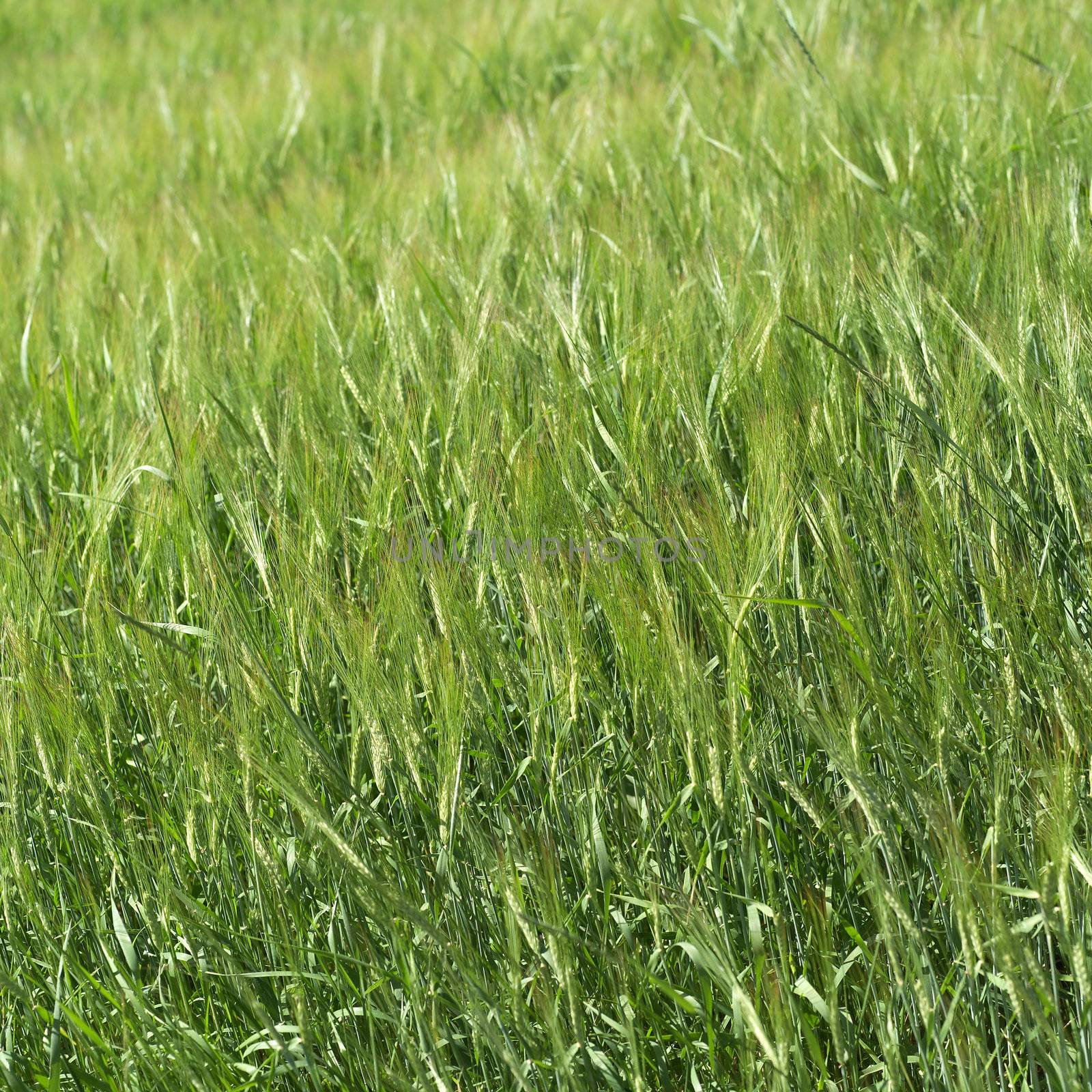 Field of grass by gemenacom