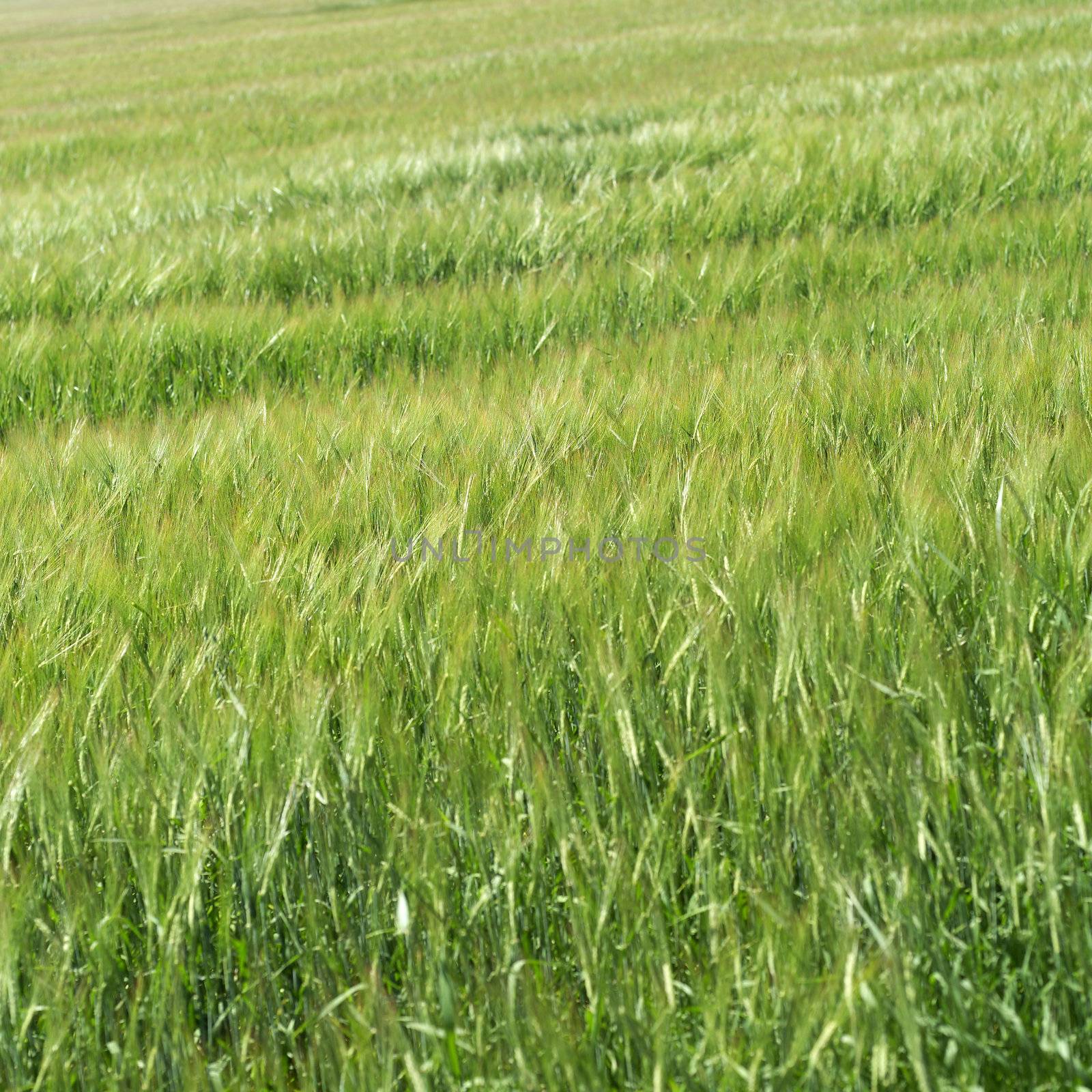 Field of grass by gemenacom