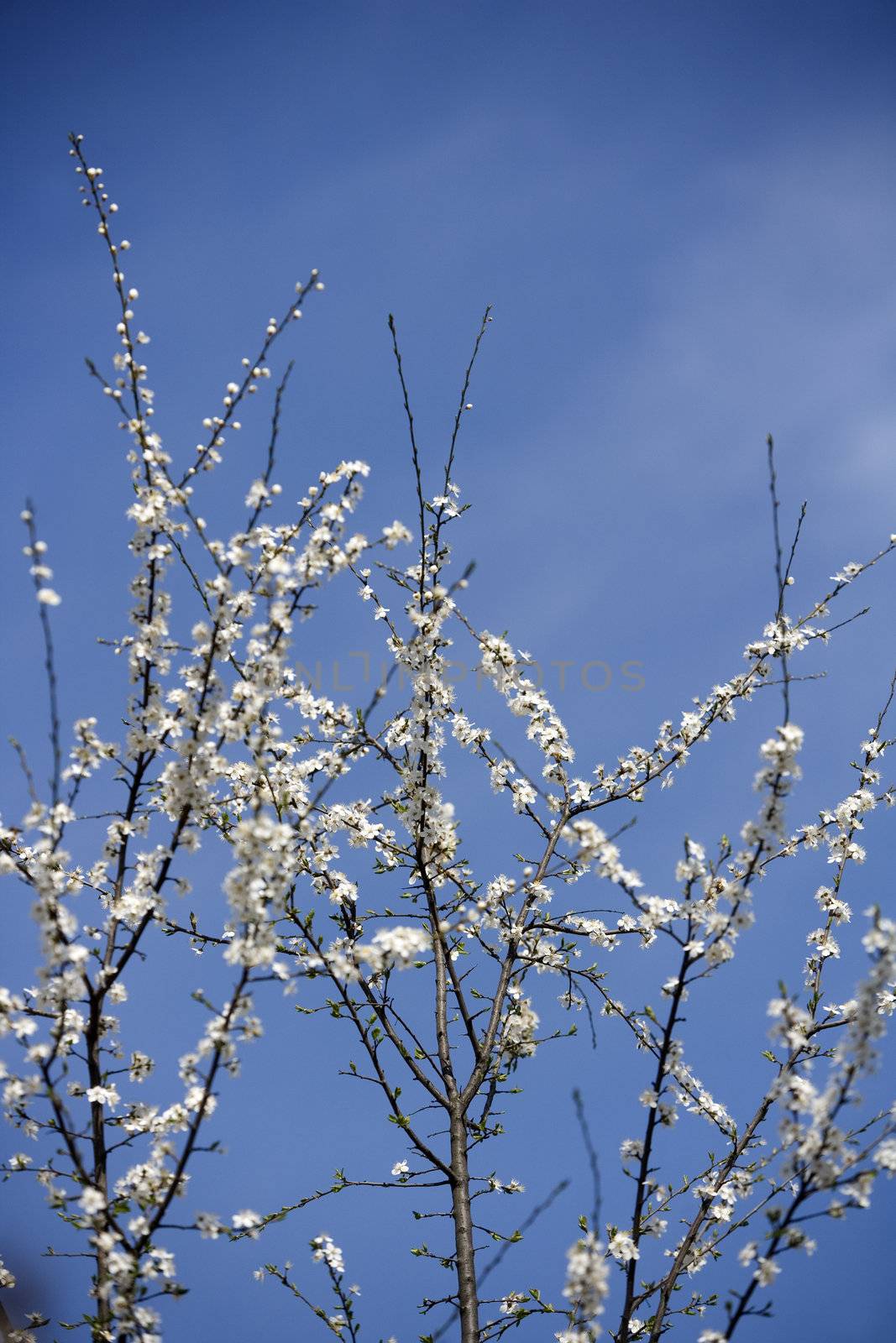 Apple Blossom in front of blue sky