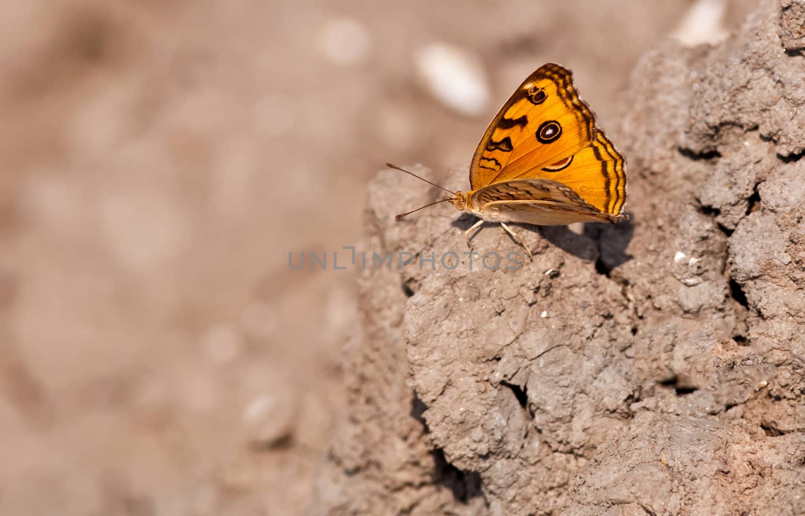 Peacock Pansy, Junonia almana, butterfly,dry mud,wings spread,ou by srijanroyc