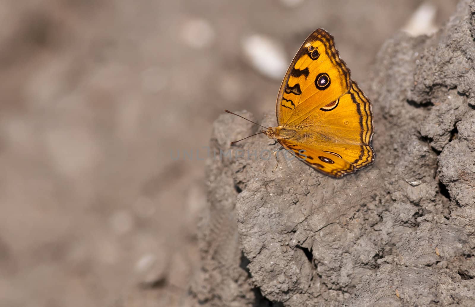 Peacock Pansy, Junonia almana, butterfly,dry mud,wings spread,ou by srijanroyc