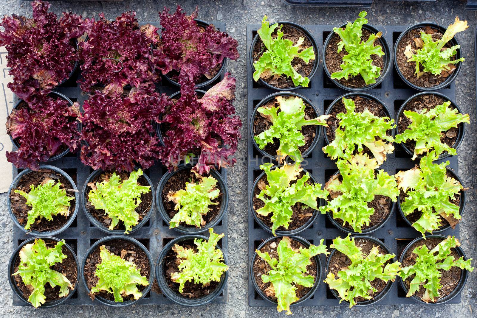baby lettuce green and red plant sprouts in pots by lunamarina