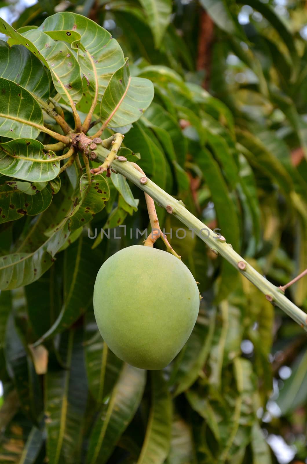 Mango on tree, Agriculture concept