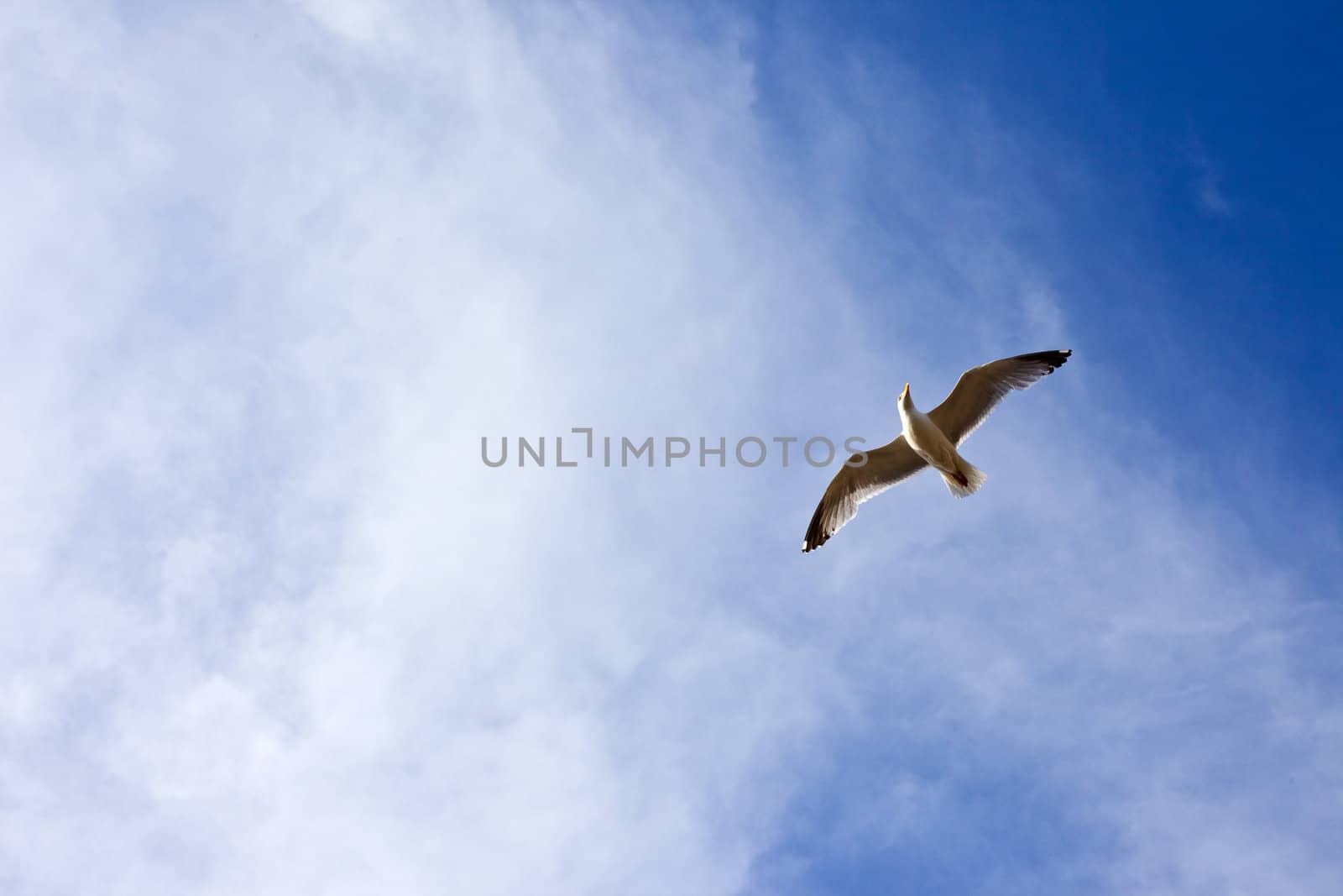 Seagul in Flight by chrisdorney