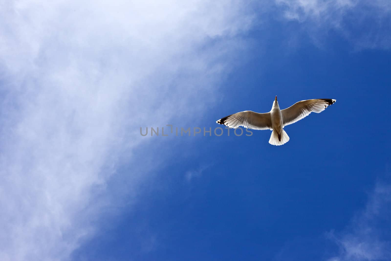 Seagul in Flight by chrisdorney