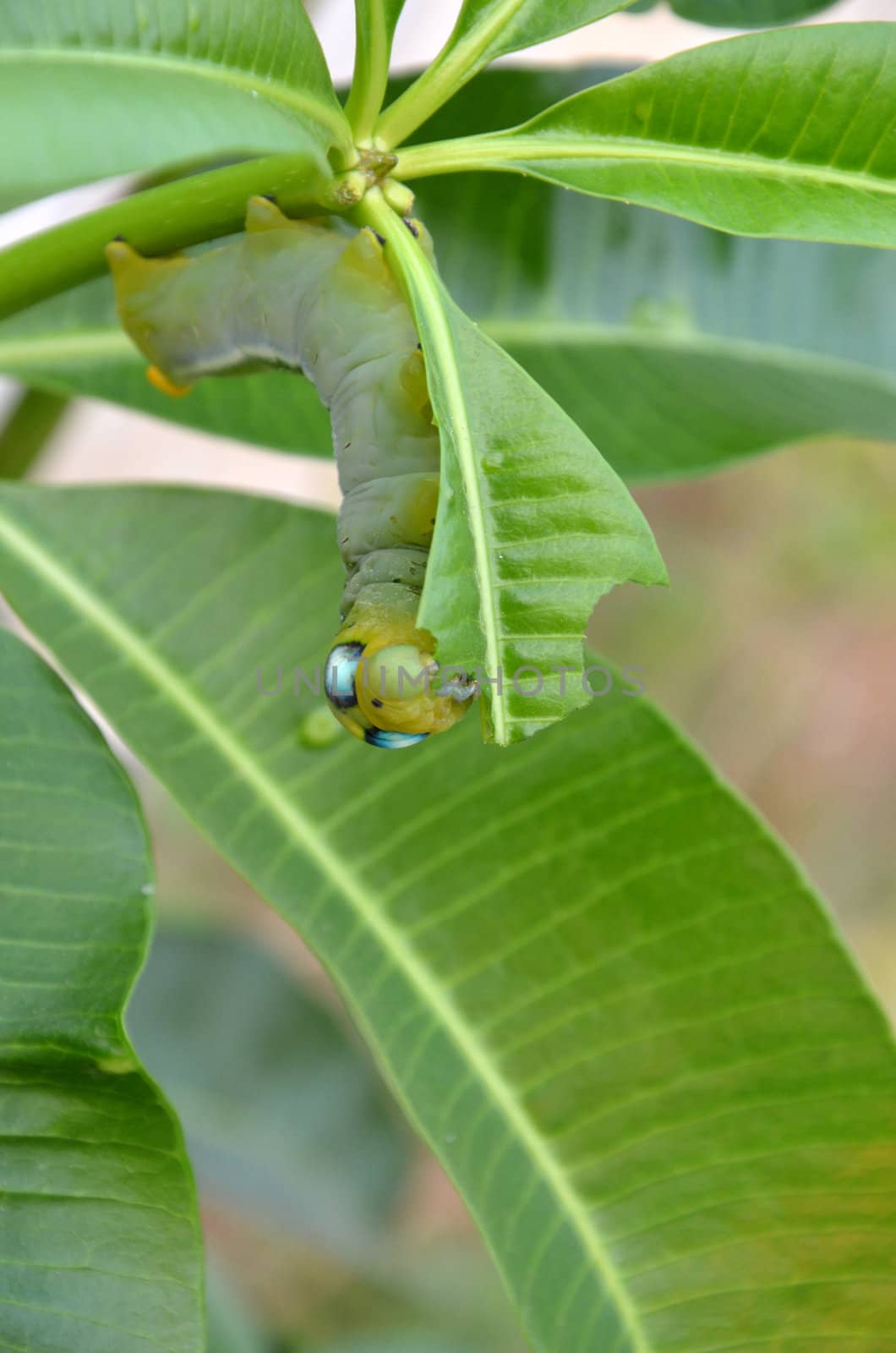 Worm eat the leaf by pixbox77