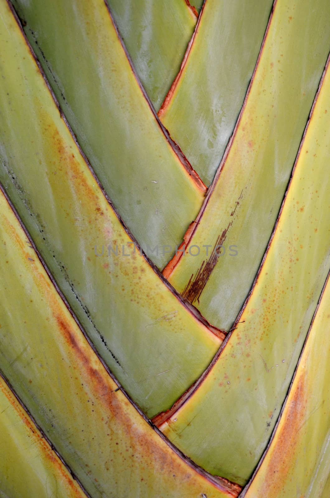 Tree pattern on banana tree