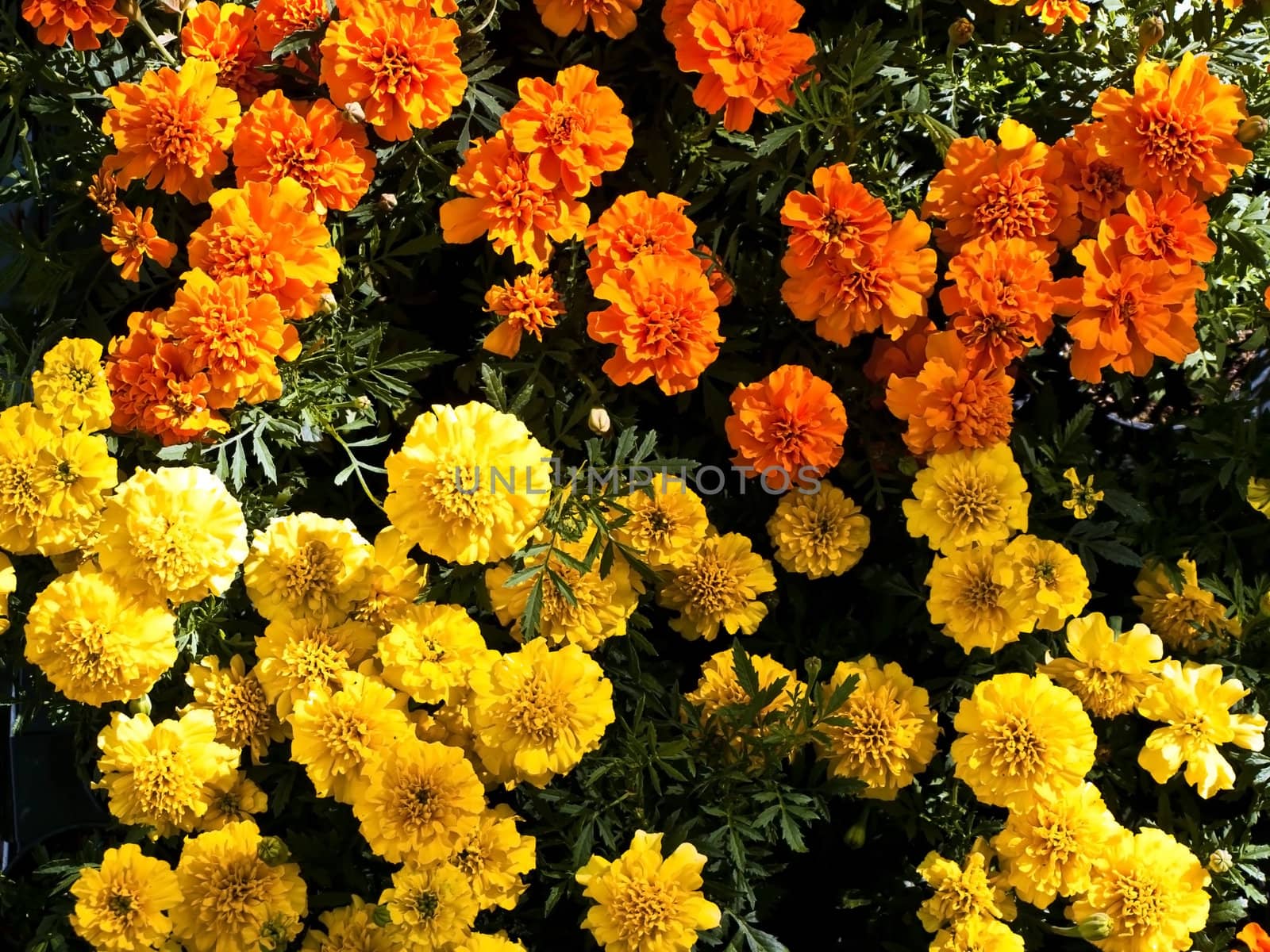 yellow and orange tagetes side by side